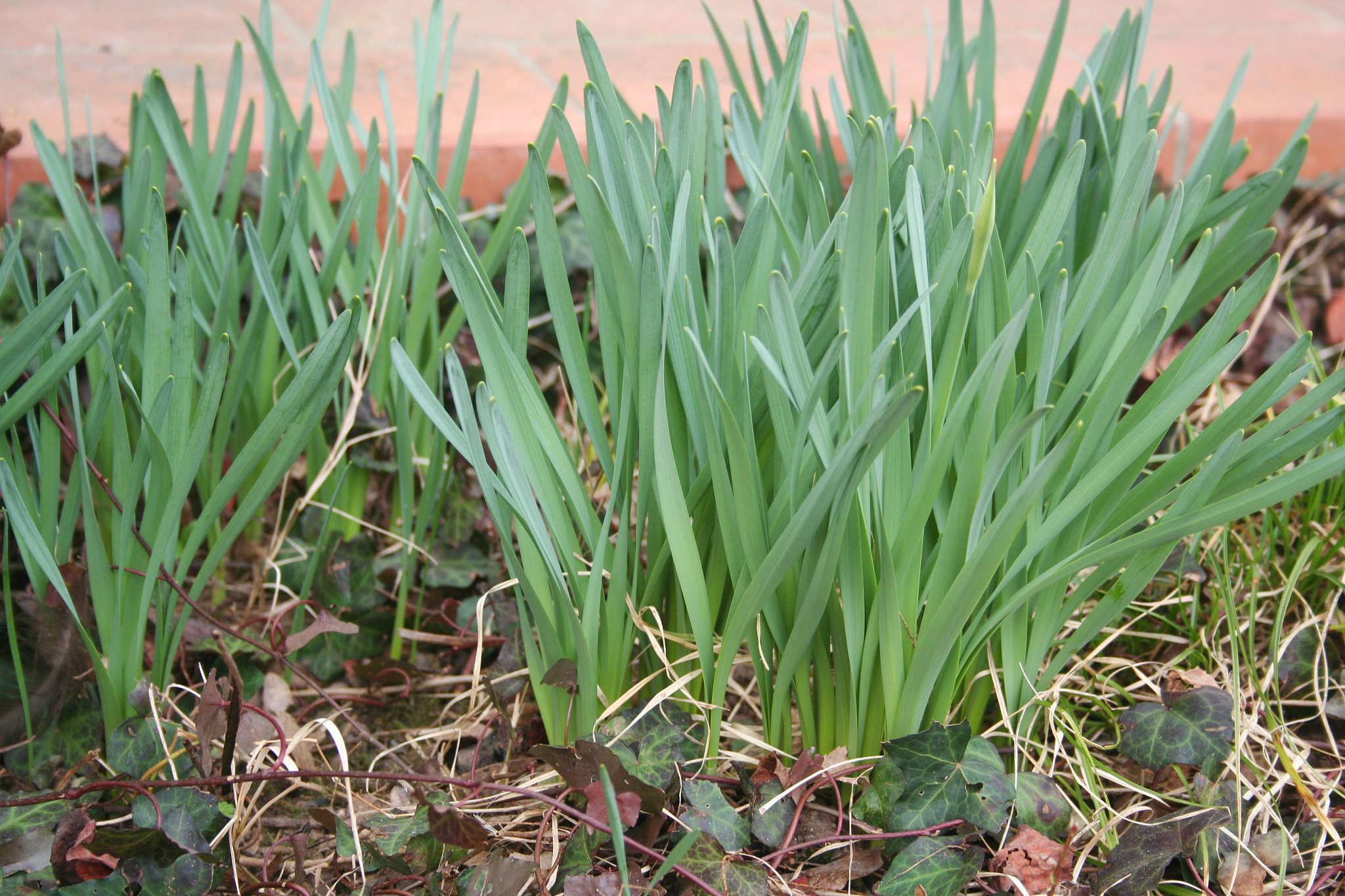 daffodil plants growing in the garden