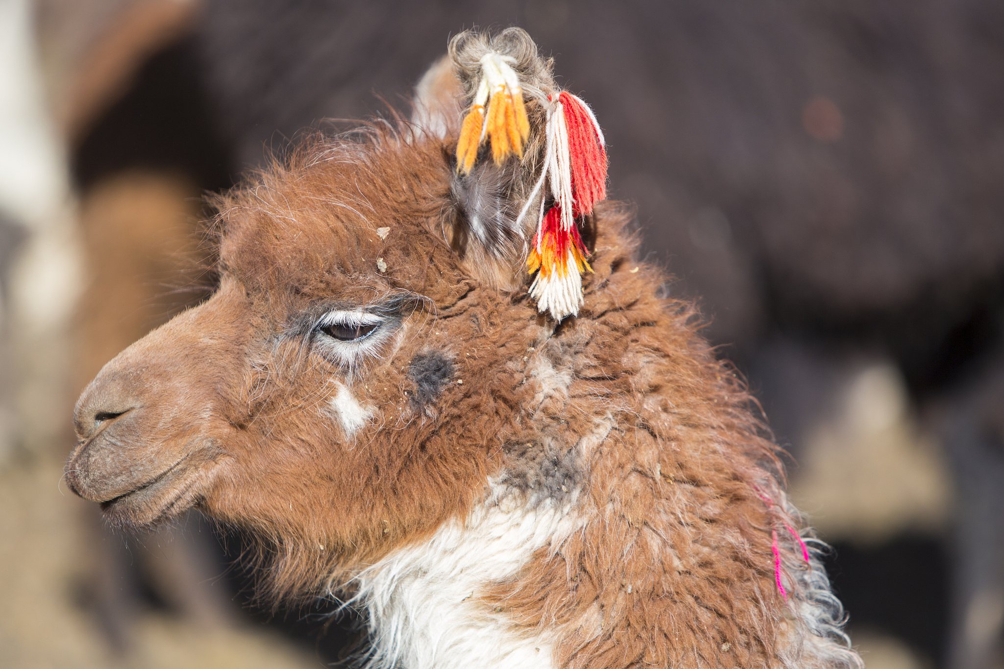 portrait of beautiful llama, bolivia