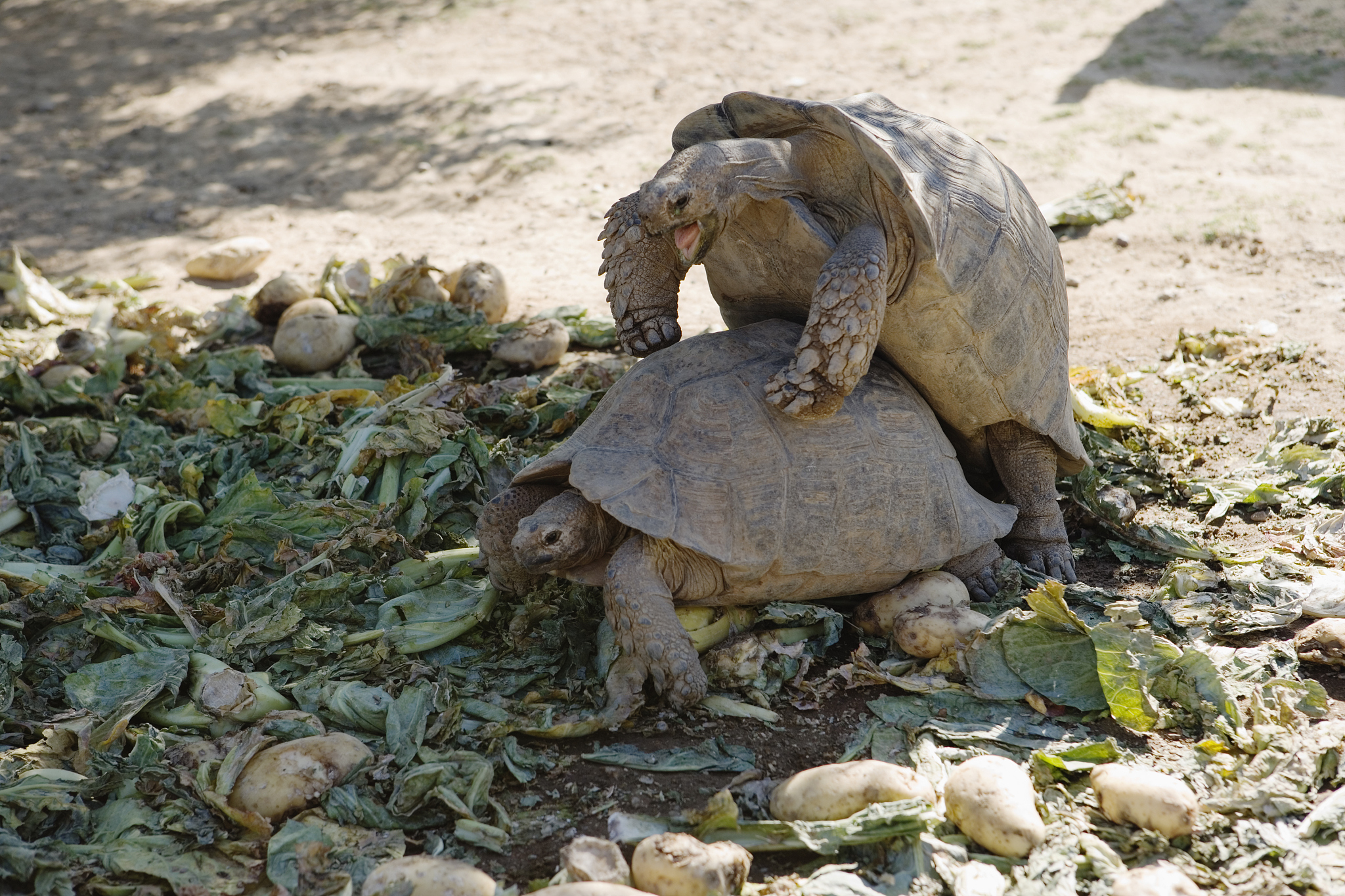 turtles