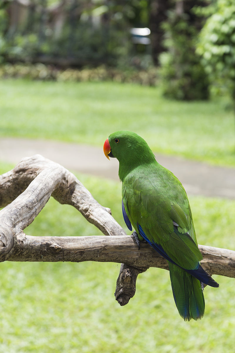 红额鹦鹉饲养指南：从环境布置到健康护理