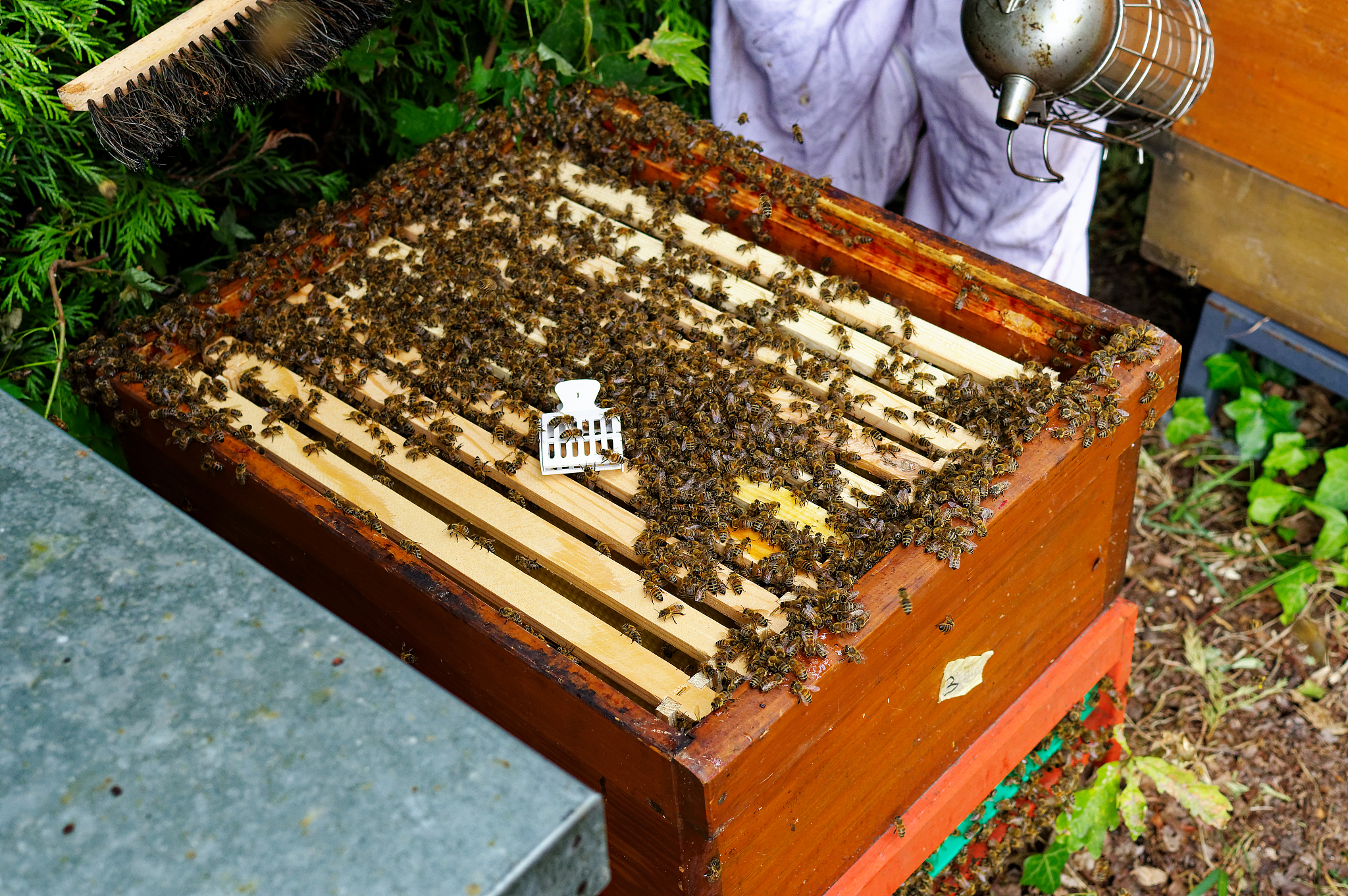 为智能蜂箱起一个高级的比赛项目名称