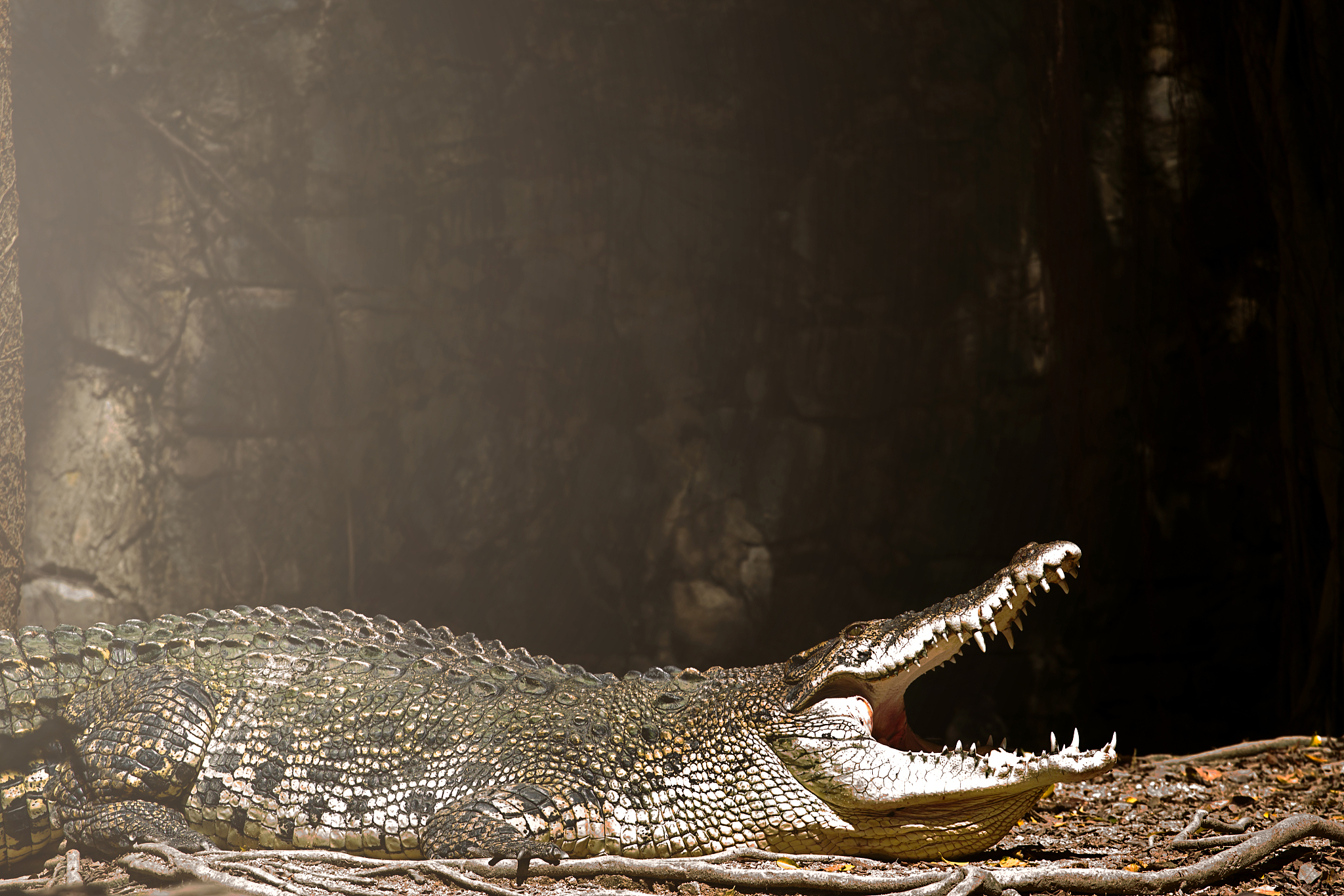 crocodile is between land and water