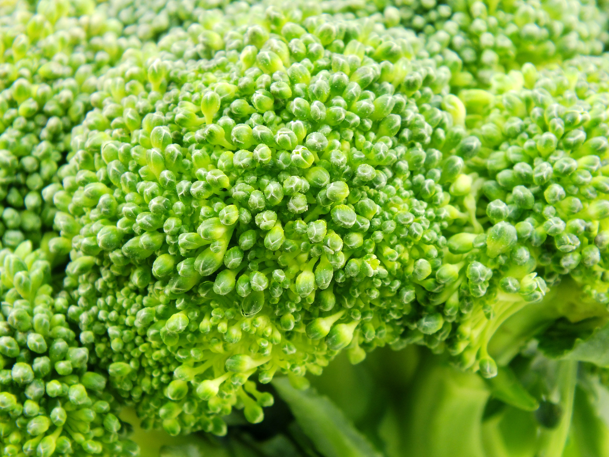 AKG西兰花种子水提物：开启健康生活新方式