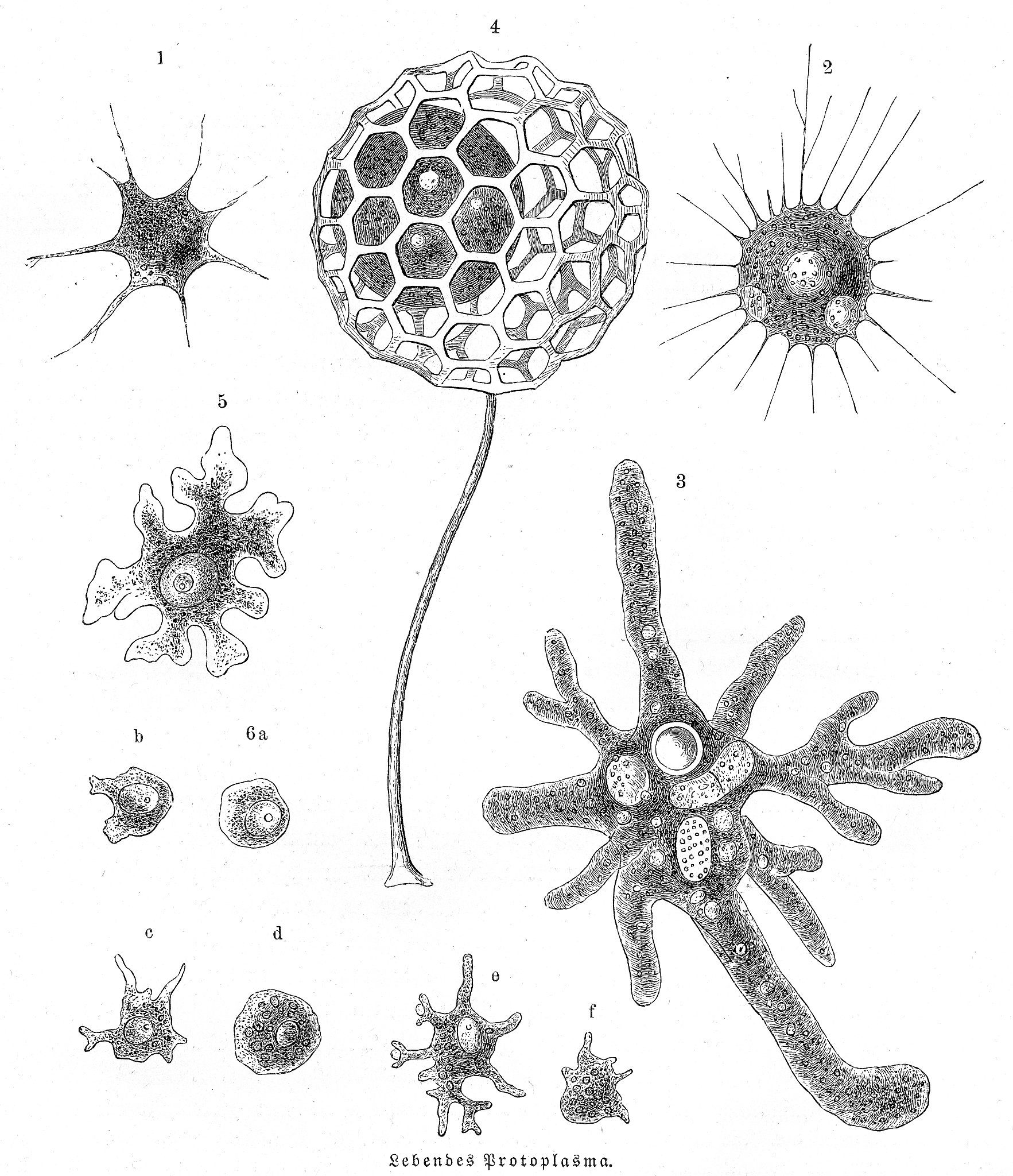 氨基酸调节剂 vs 氨基酸原粉：区别、用途和选择指南