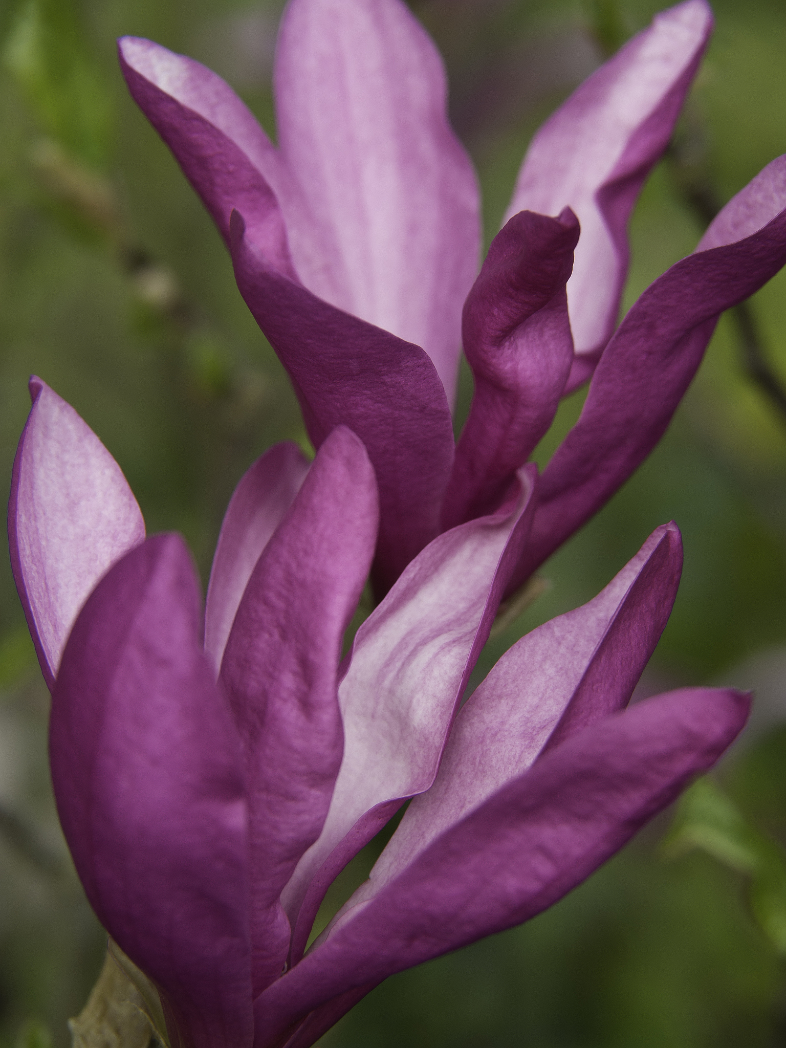 blüte