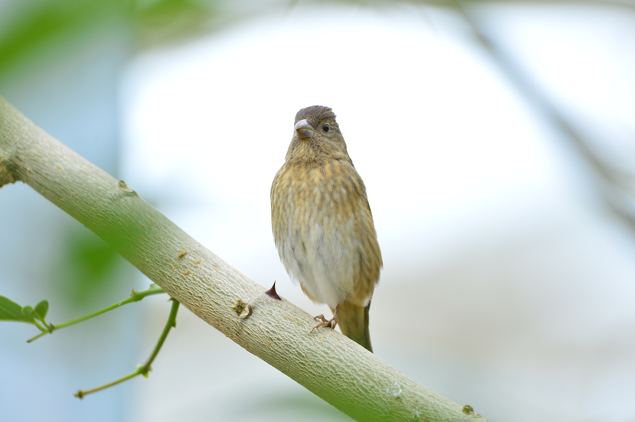 CXR谐音网名生成器：十个五字食物/动物ID