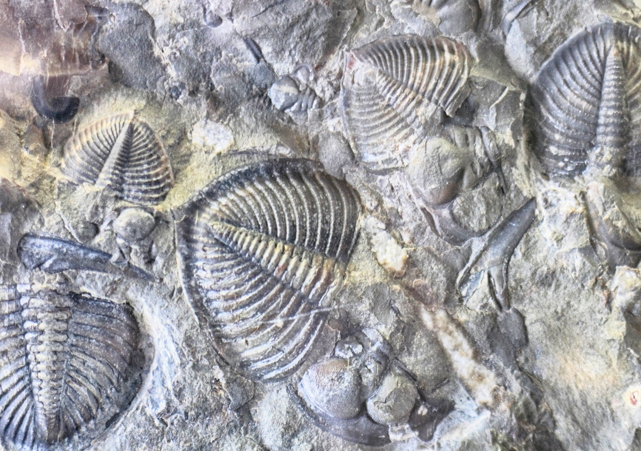 fossil backround