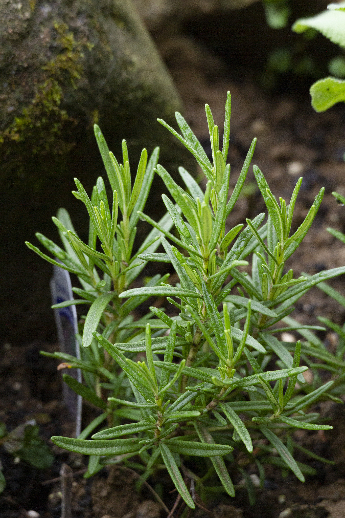 阜阳技师学院的中药草种植培养目标
