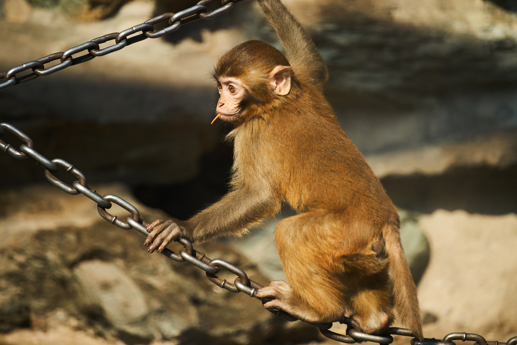 金丝猴为什么很乖巧？揭秘金丝猴的聪明之处