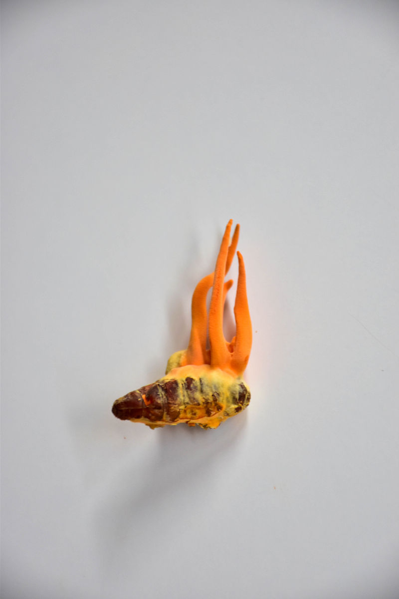 蚕蛹与蚕的幼虫有哪些相同与不同?