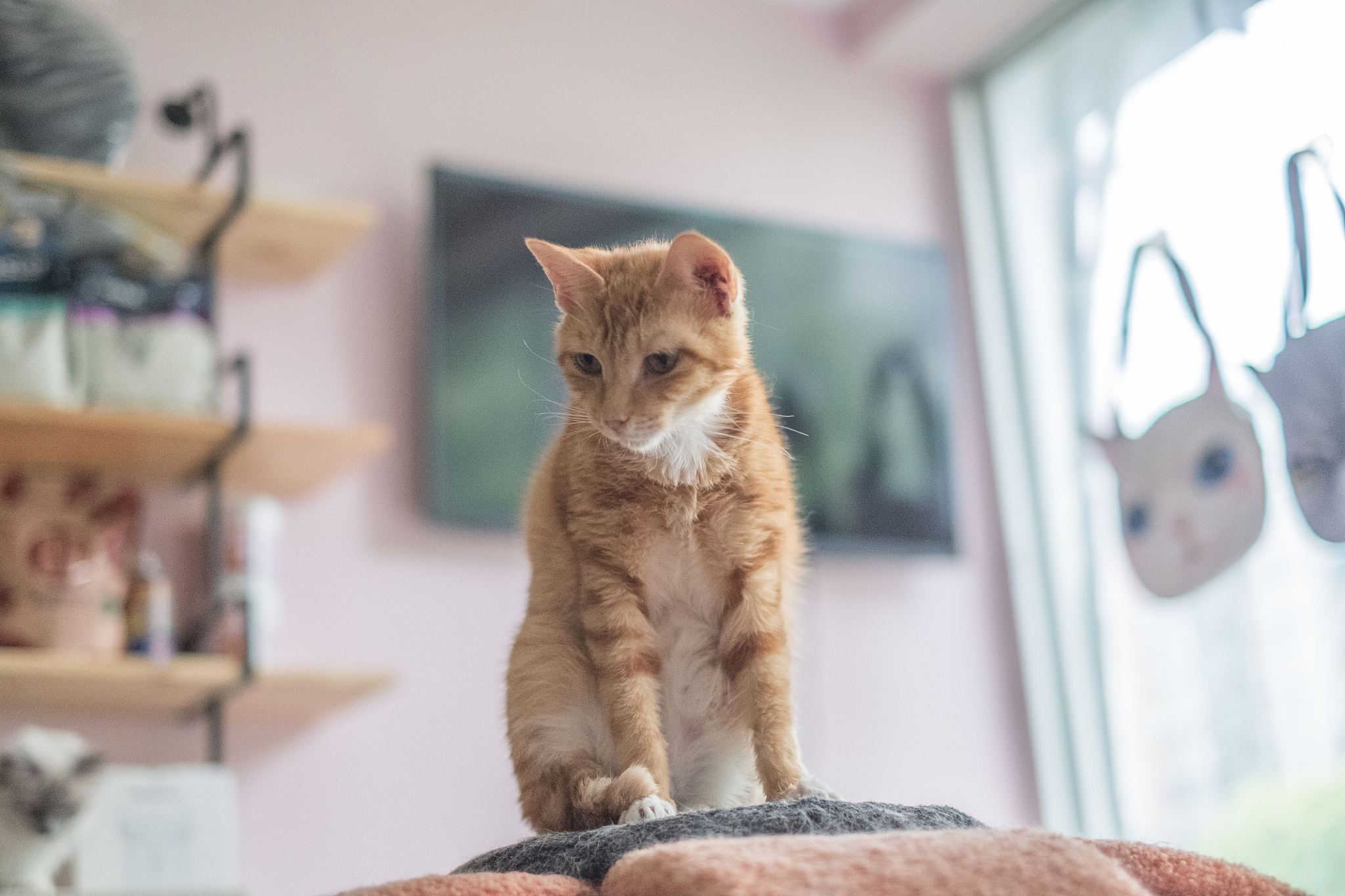 猫咪喜欢出门吗？探索猫咪户外活动的利与弊