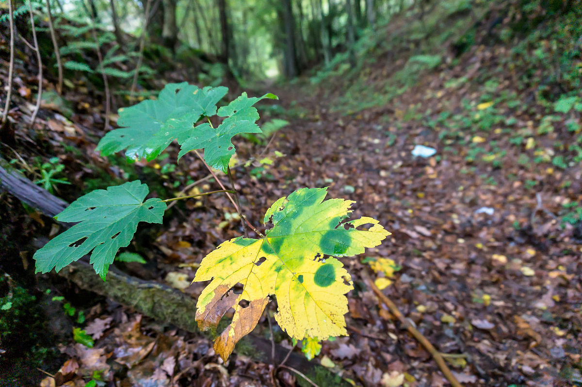 如何最快地找到一片树林中最高的树的问题名称