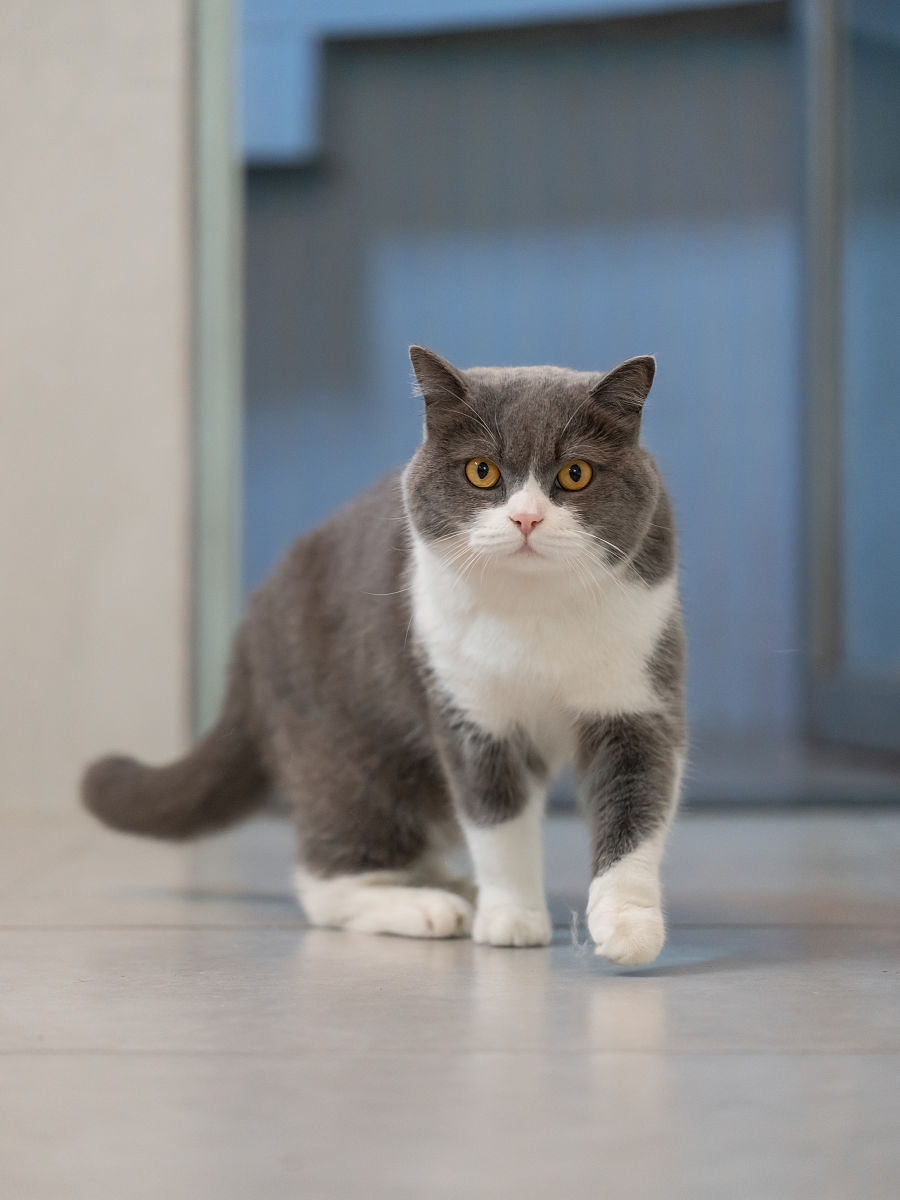 英国短毛猫：可爱与陪伴的化身