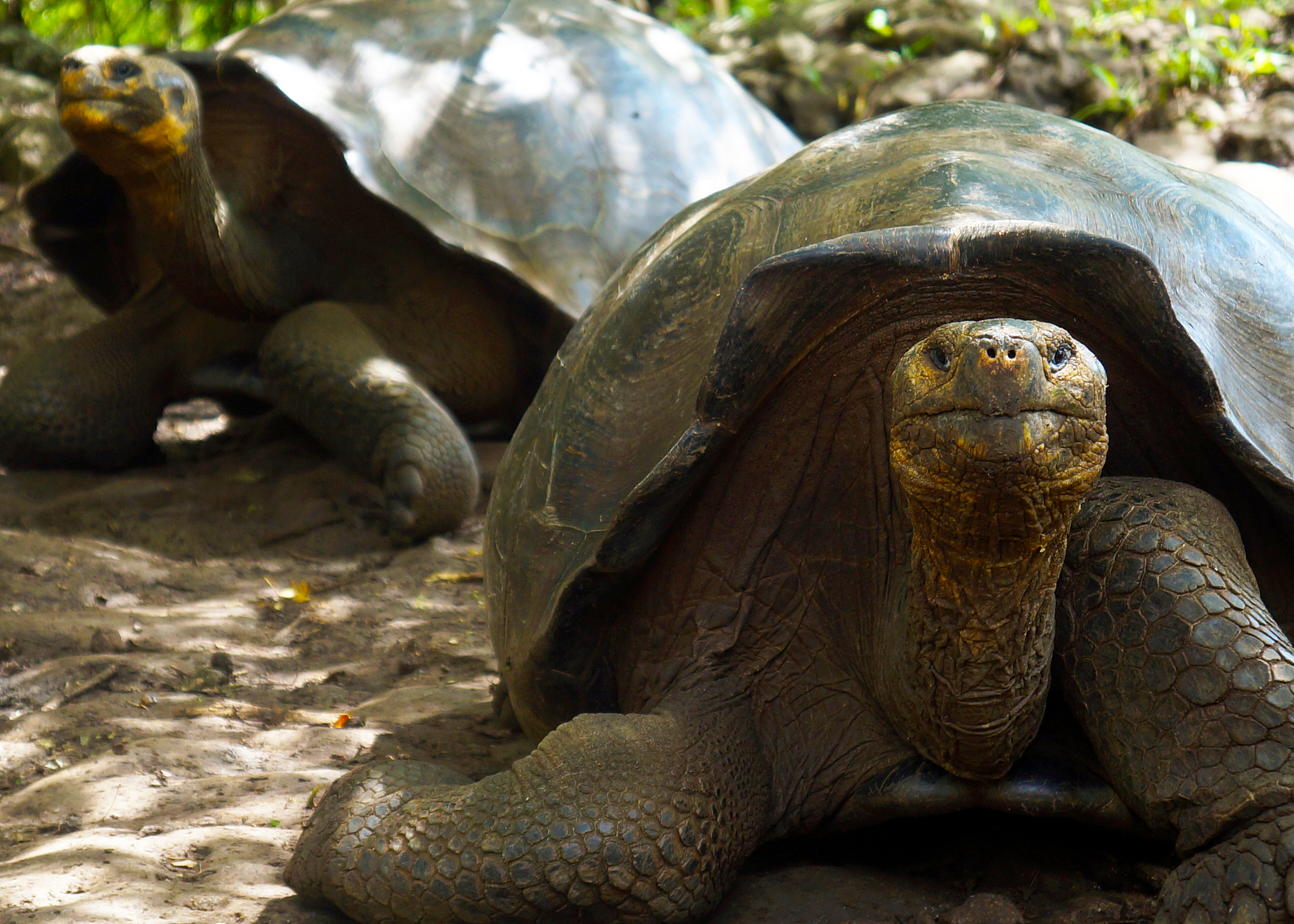 old turtle