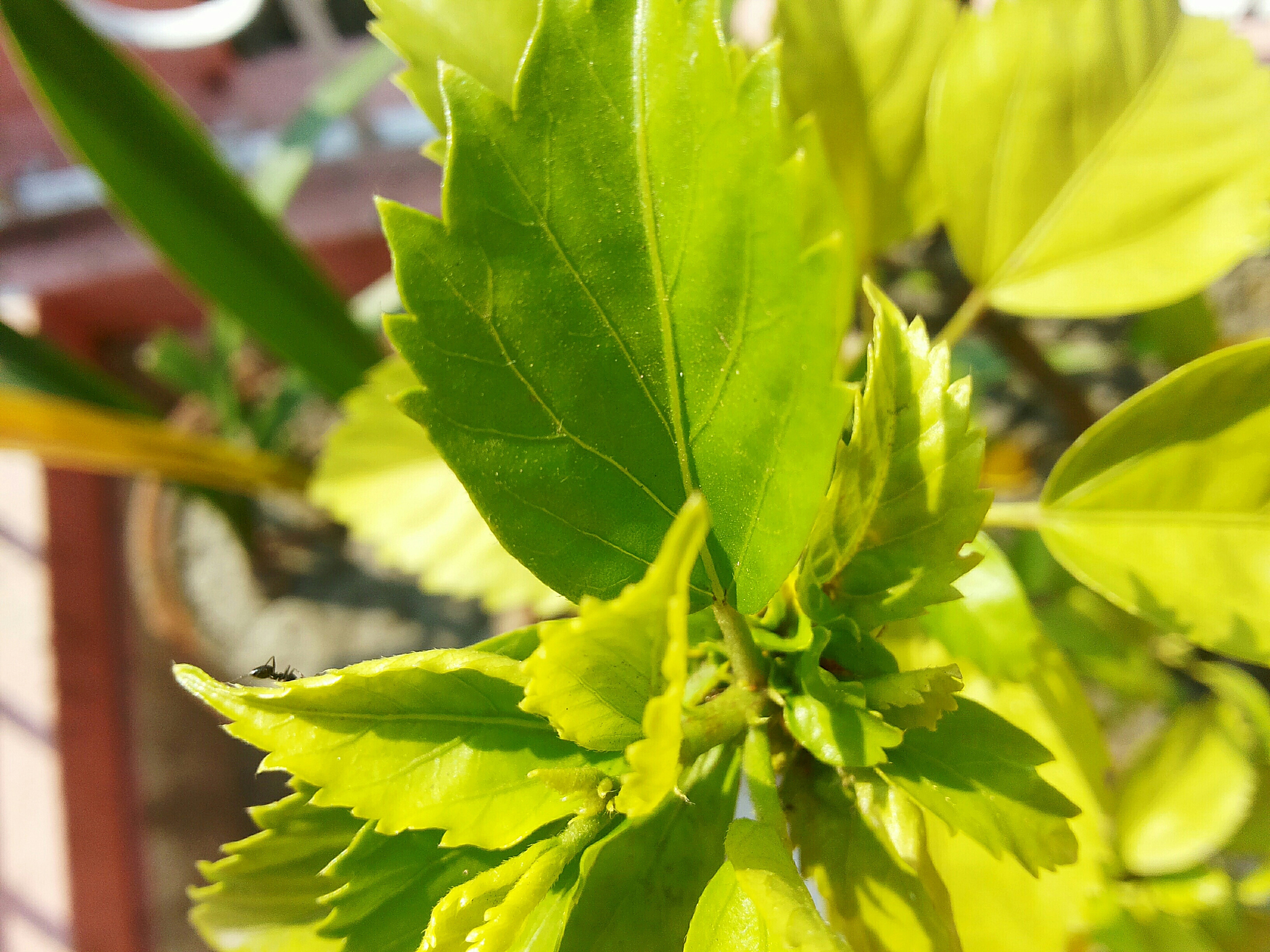 close-up of plant leaves