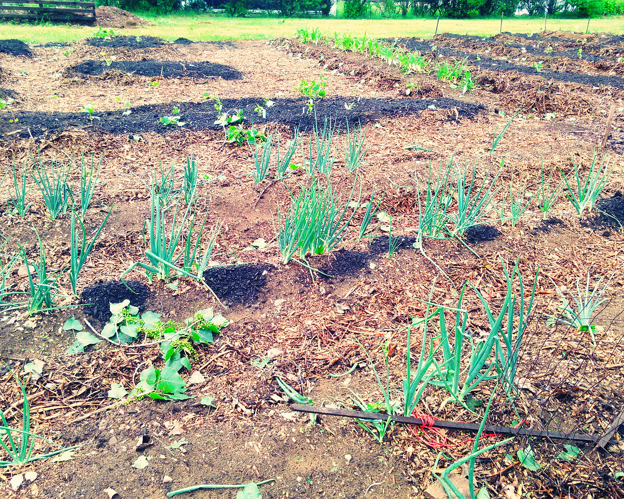 探秘人工林土壤：森林土壤学实习日记