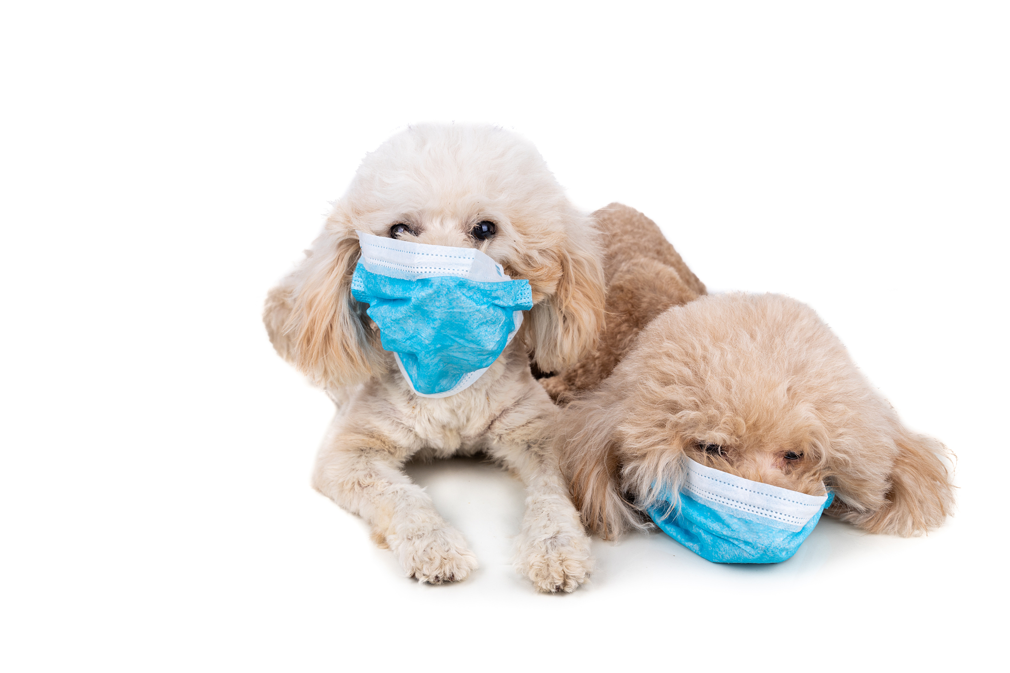 流浪犬猫携带狂犬病毒的风险及预防措施