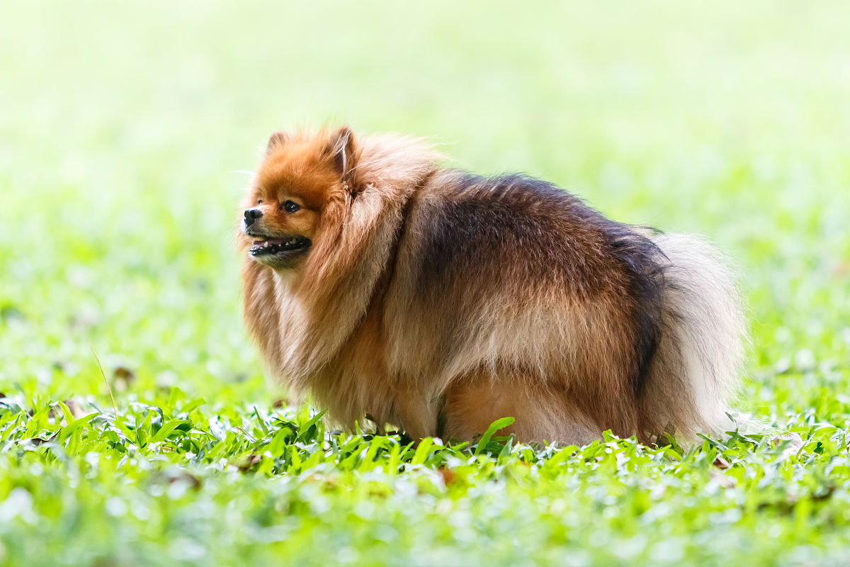 博美犬在花园里的绿草上大便