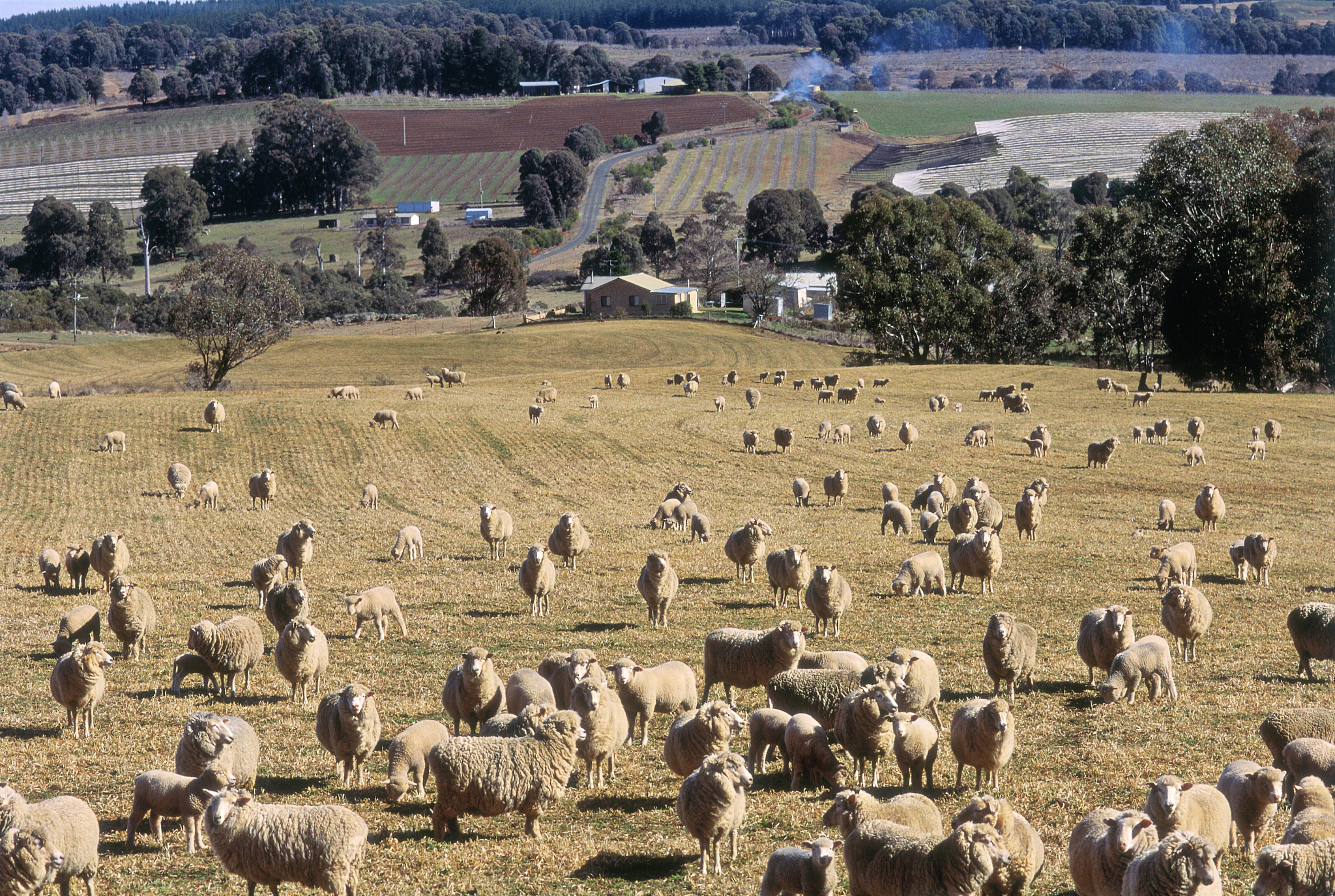 Britain’s mild climate provides the country with a favorable environment for agriculture and _____AEnergyBmanufacturingCsheep farmingDstock raising