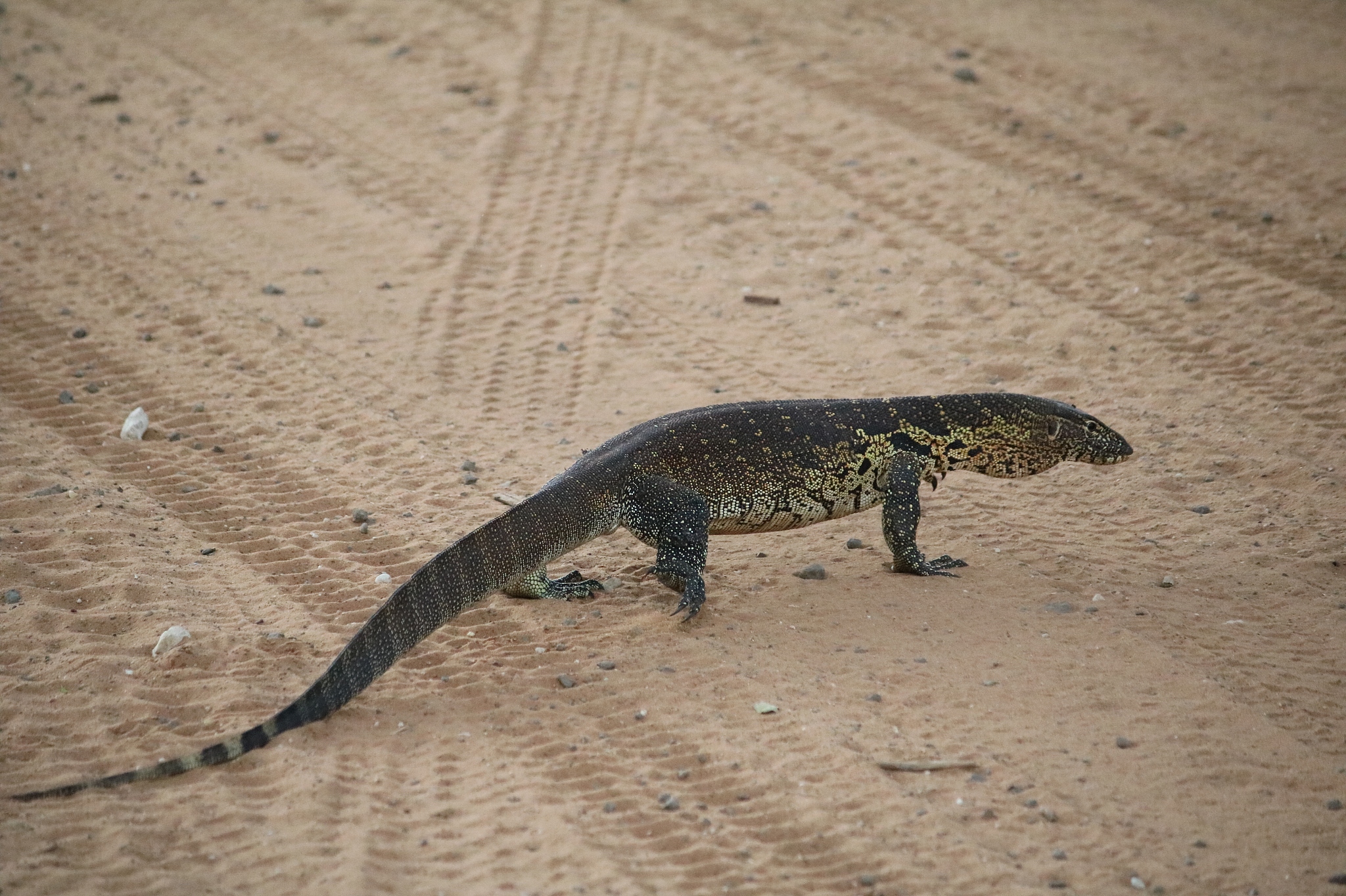 全球干旱地区分布及中国盐渍土概况
