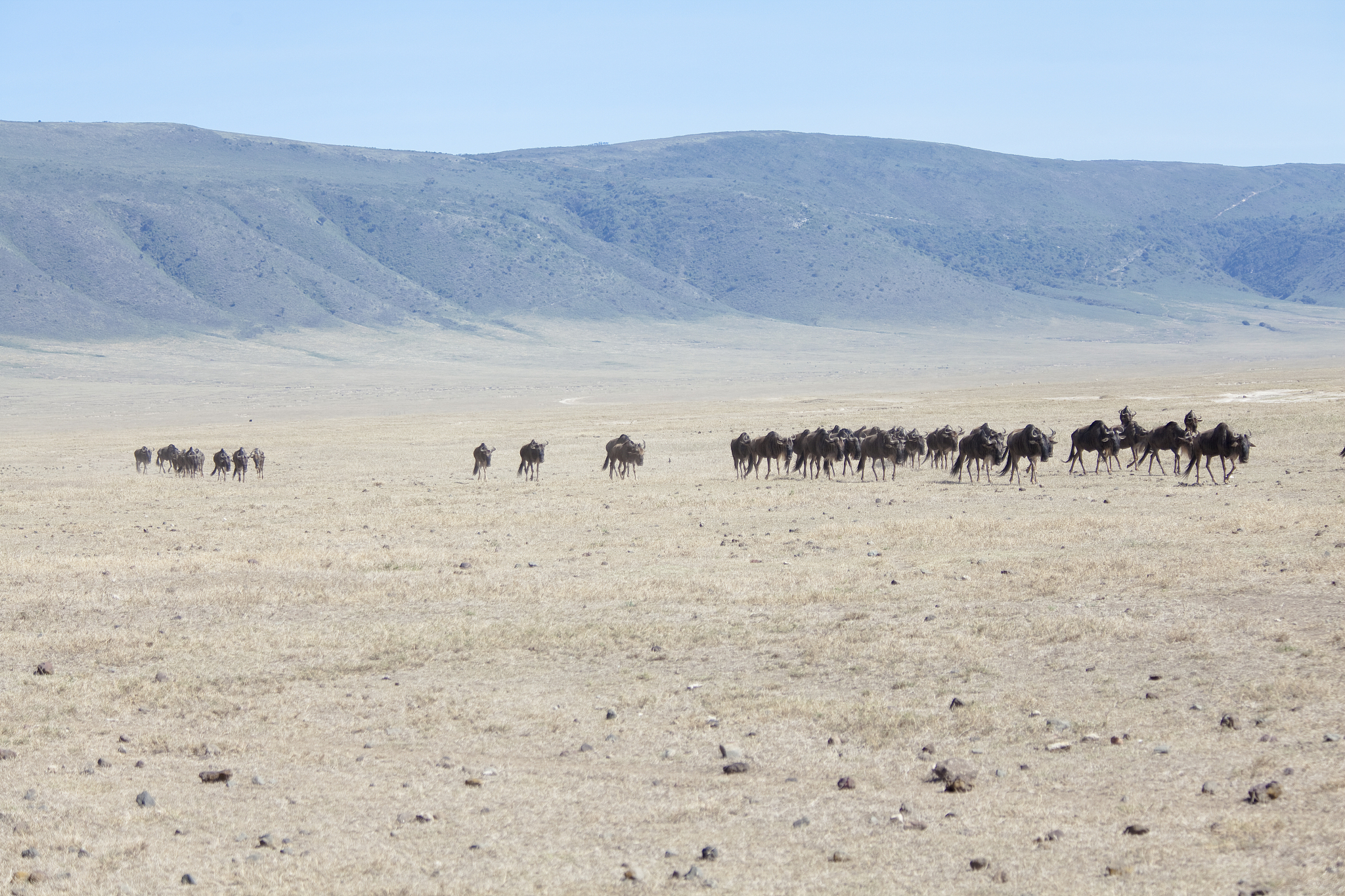 herd of wildebeests walking in ngorongoro