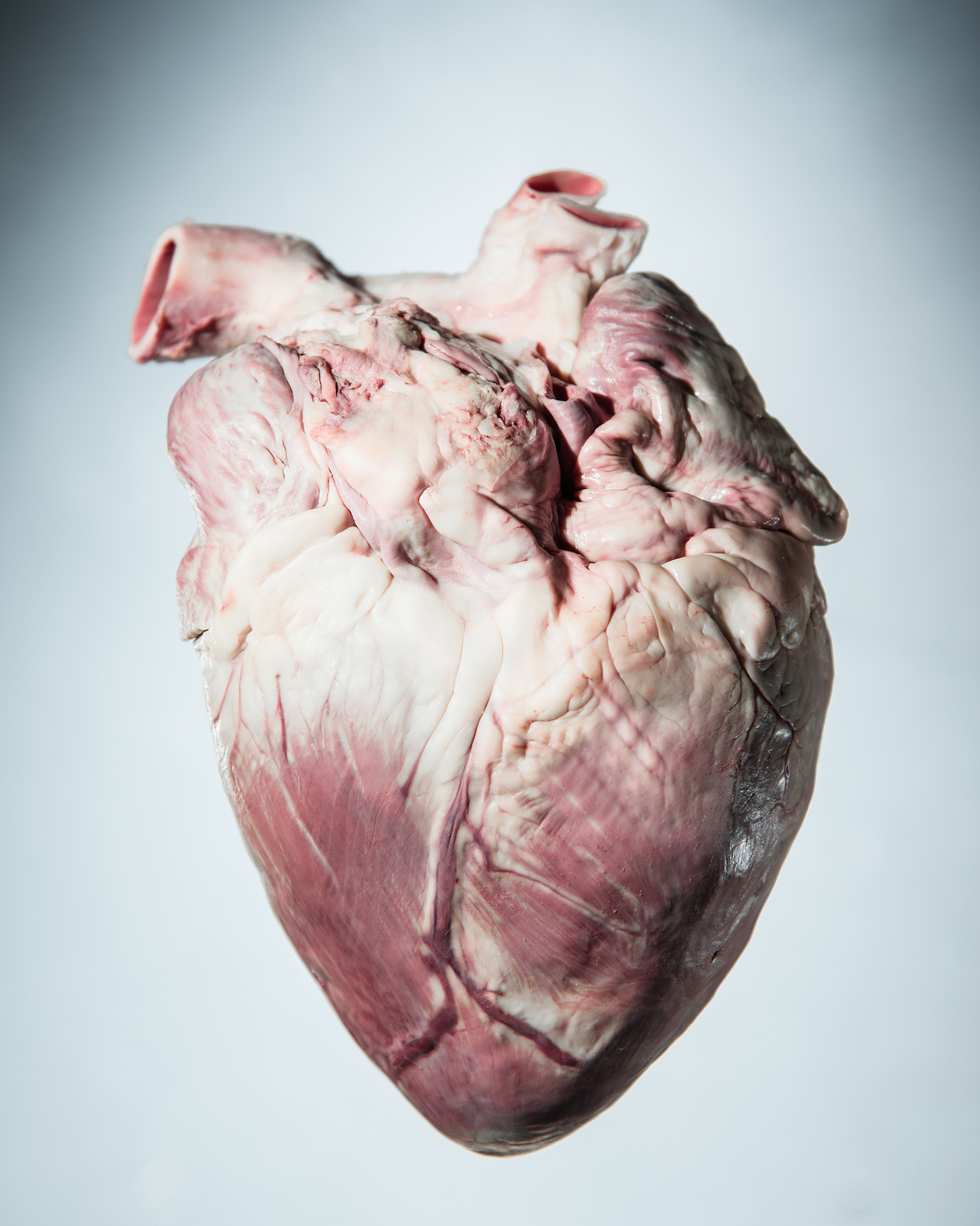 牛蛙哪些部位不能吃