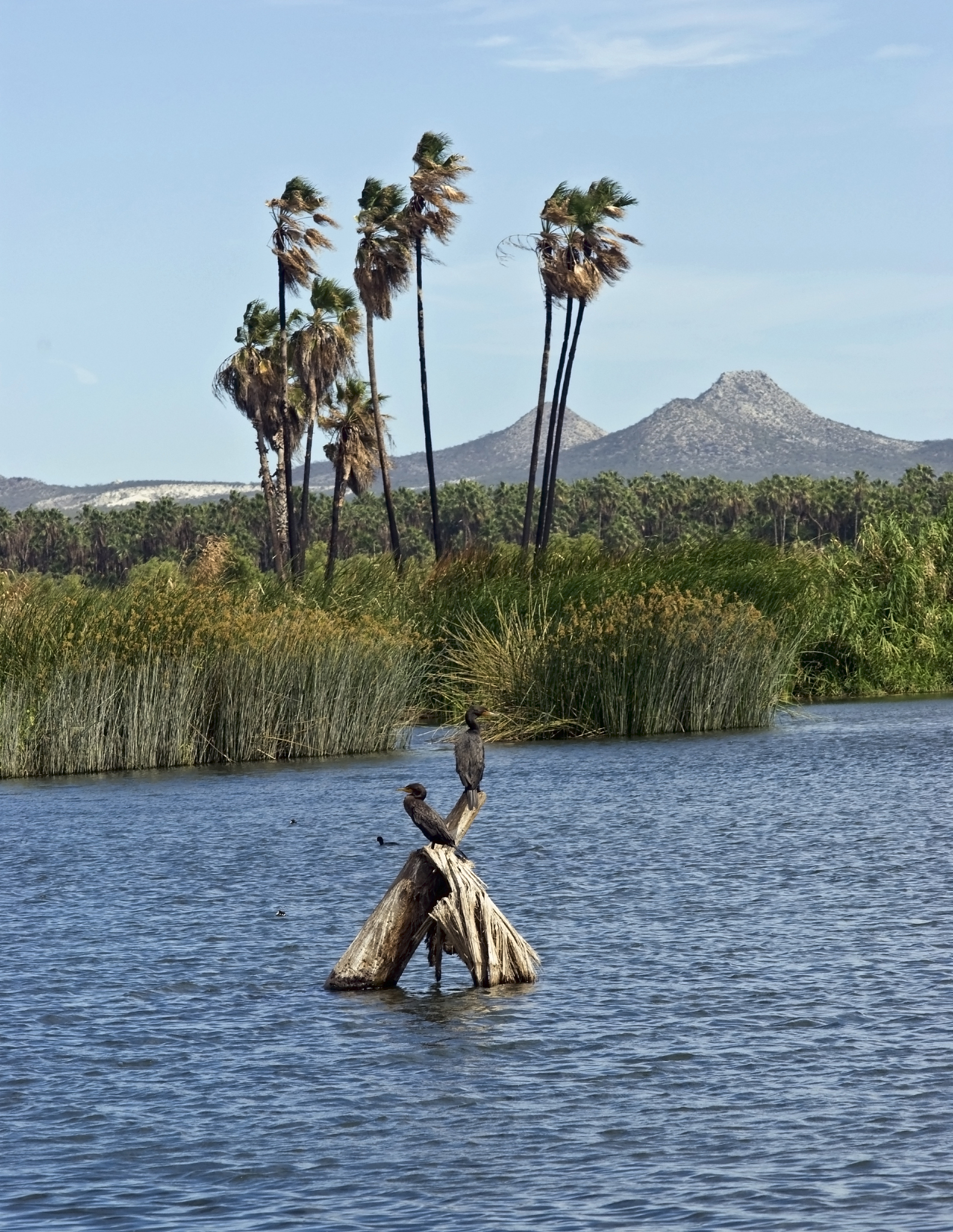 惊飞距离：保护地观鸟游径设计的理论意义
