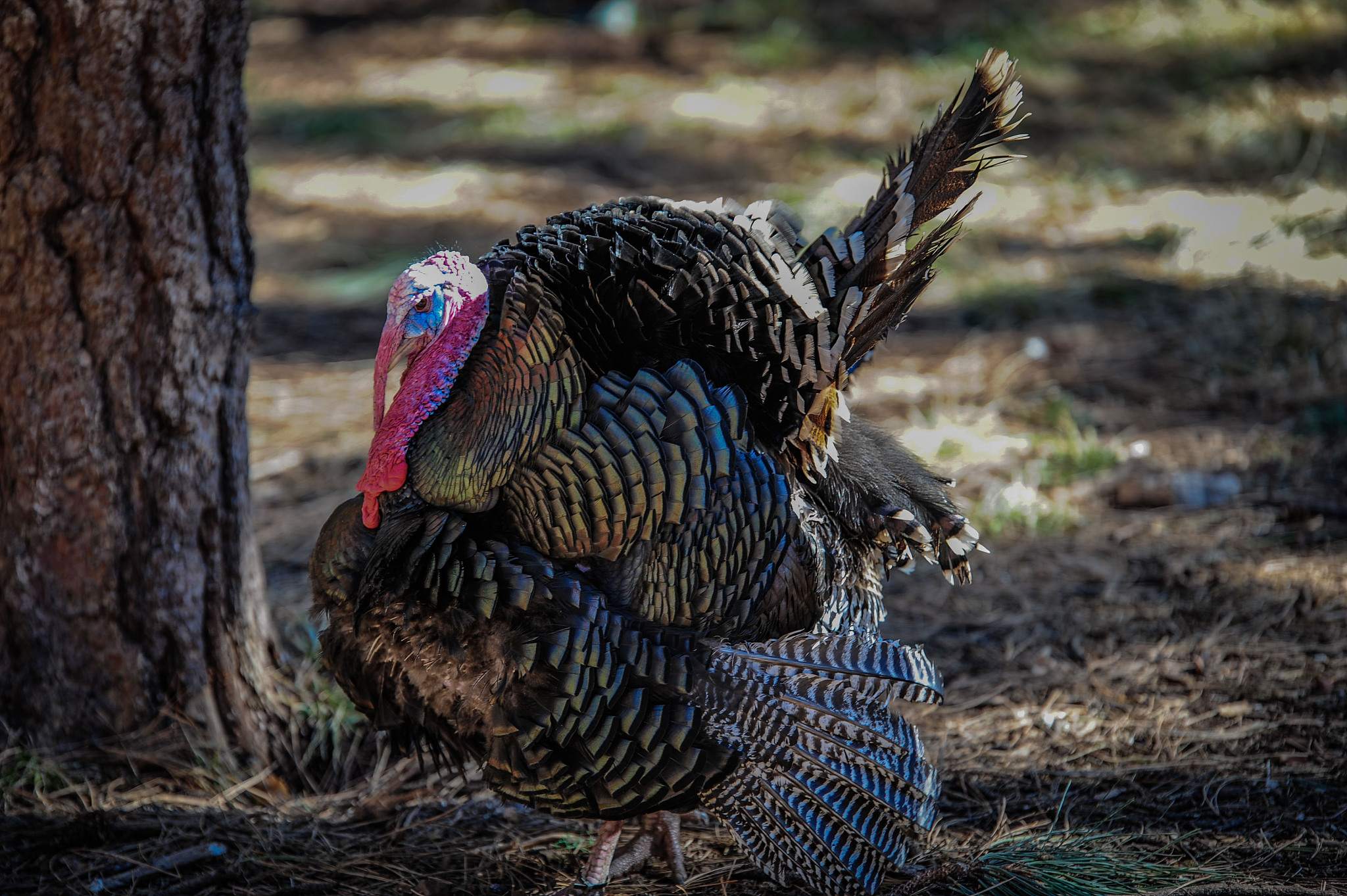 turkey