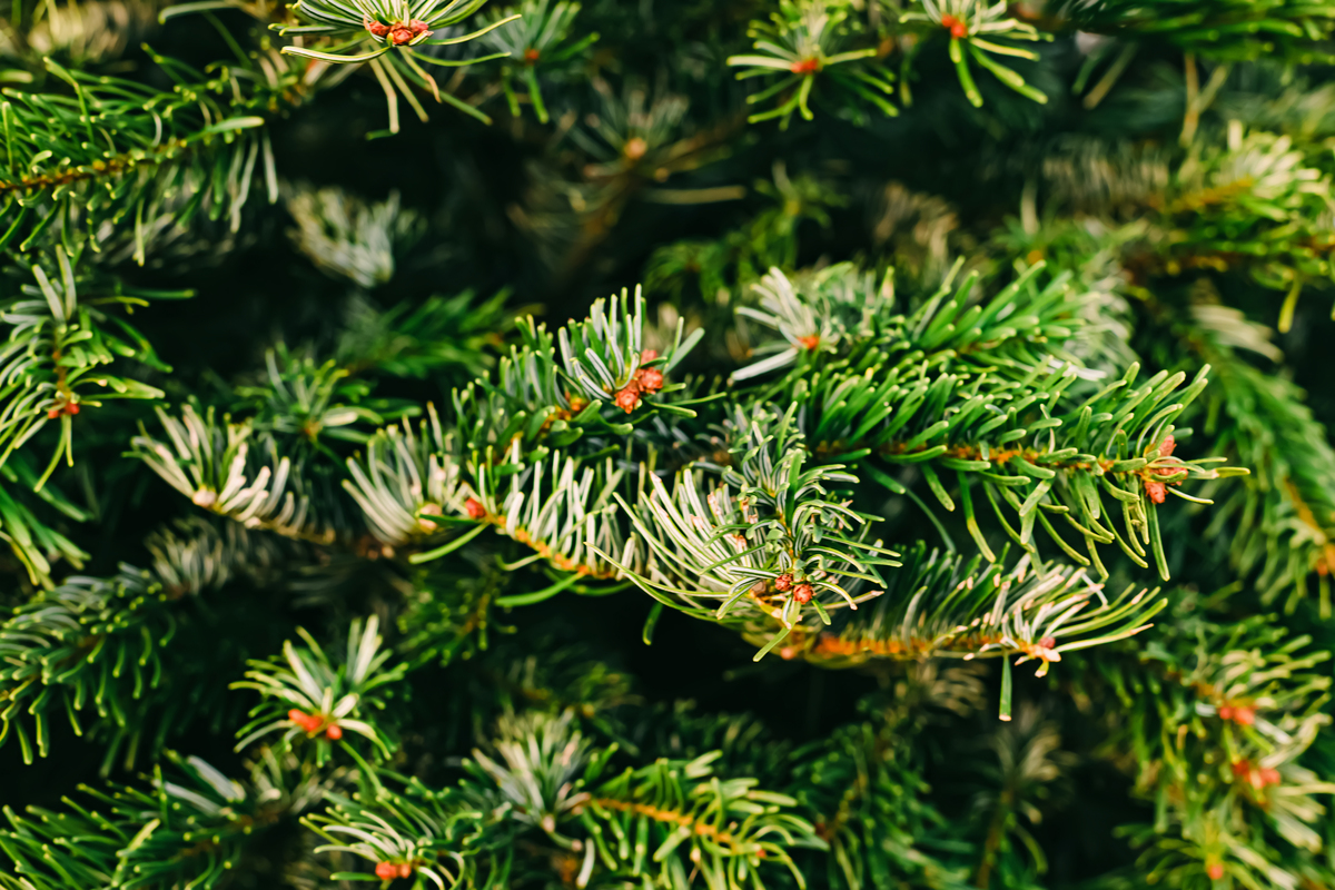 生命力最美丽的中国本土植物