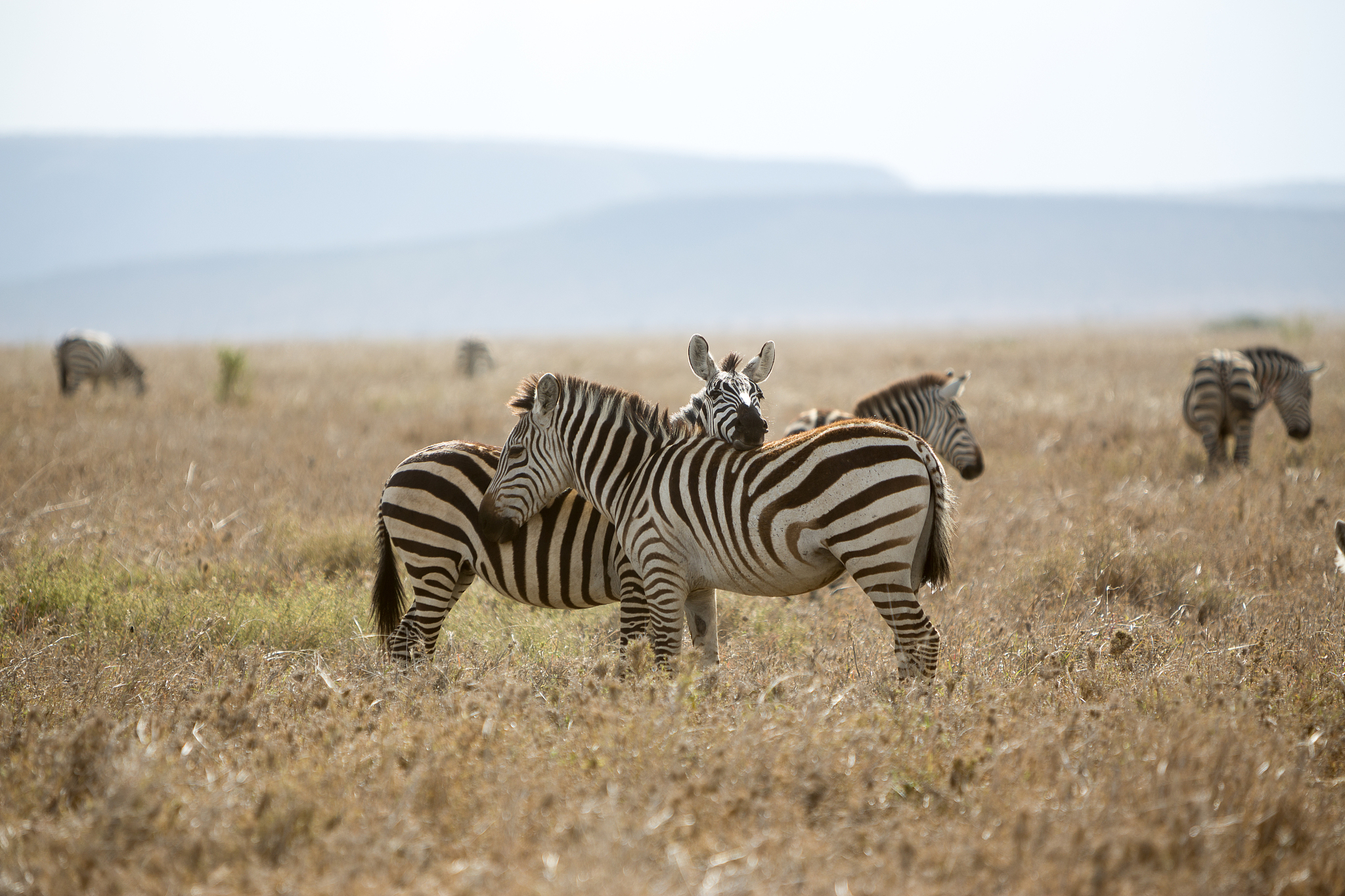 zebra