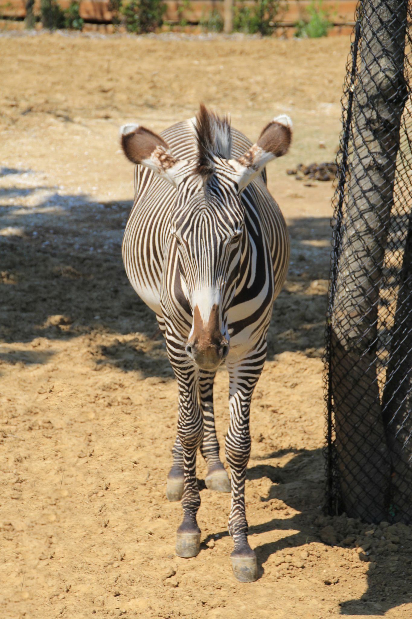 保定职业技术学院畜牧兽医专业：学习内容、就业前景和未来发展