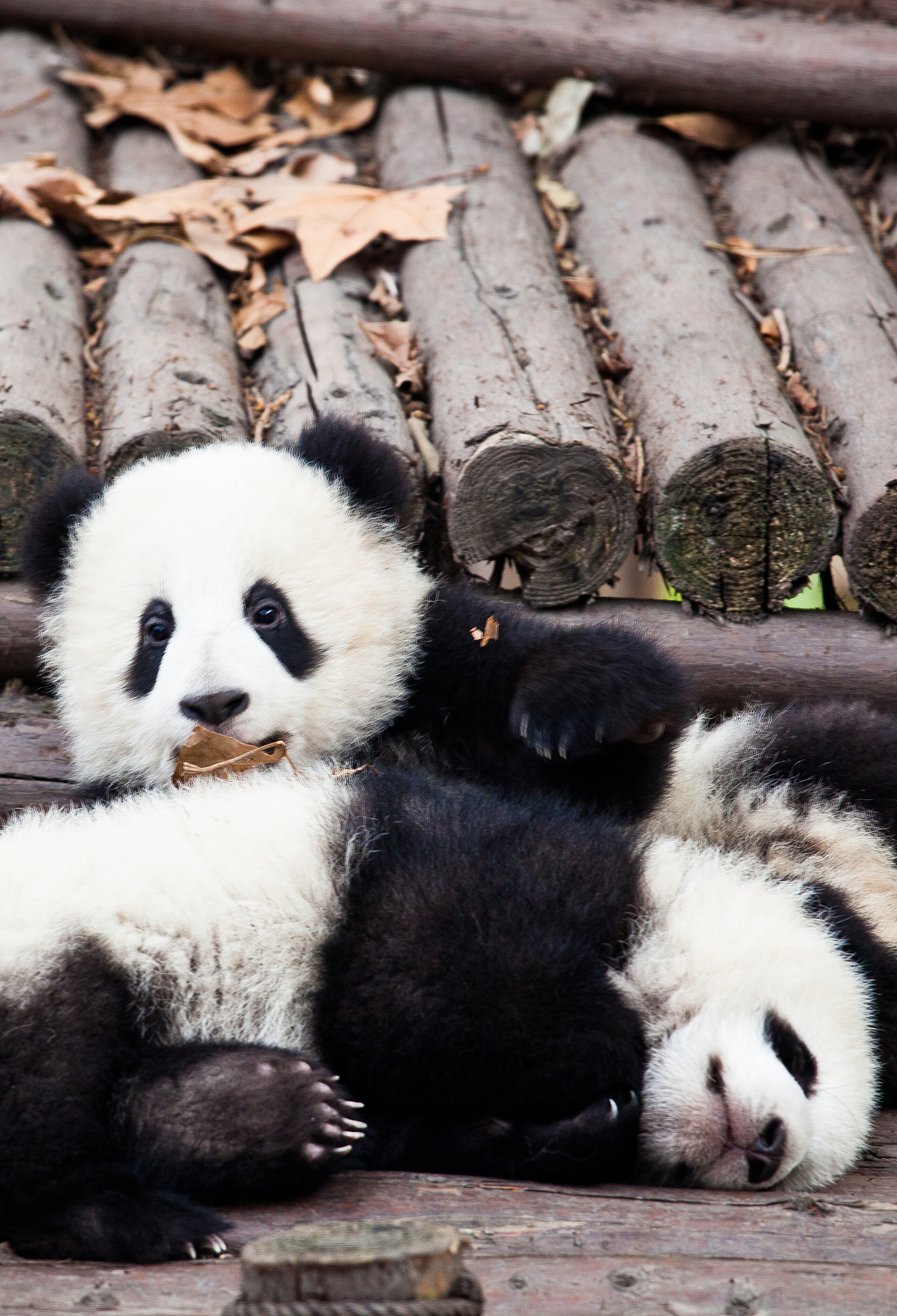 成都景点有哪些
