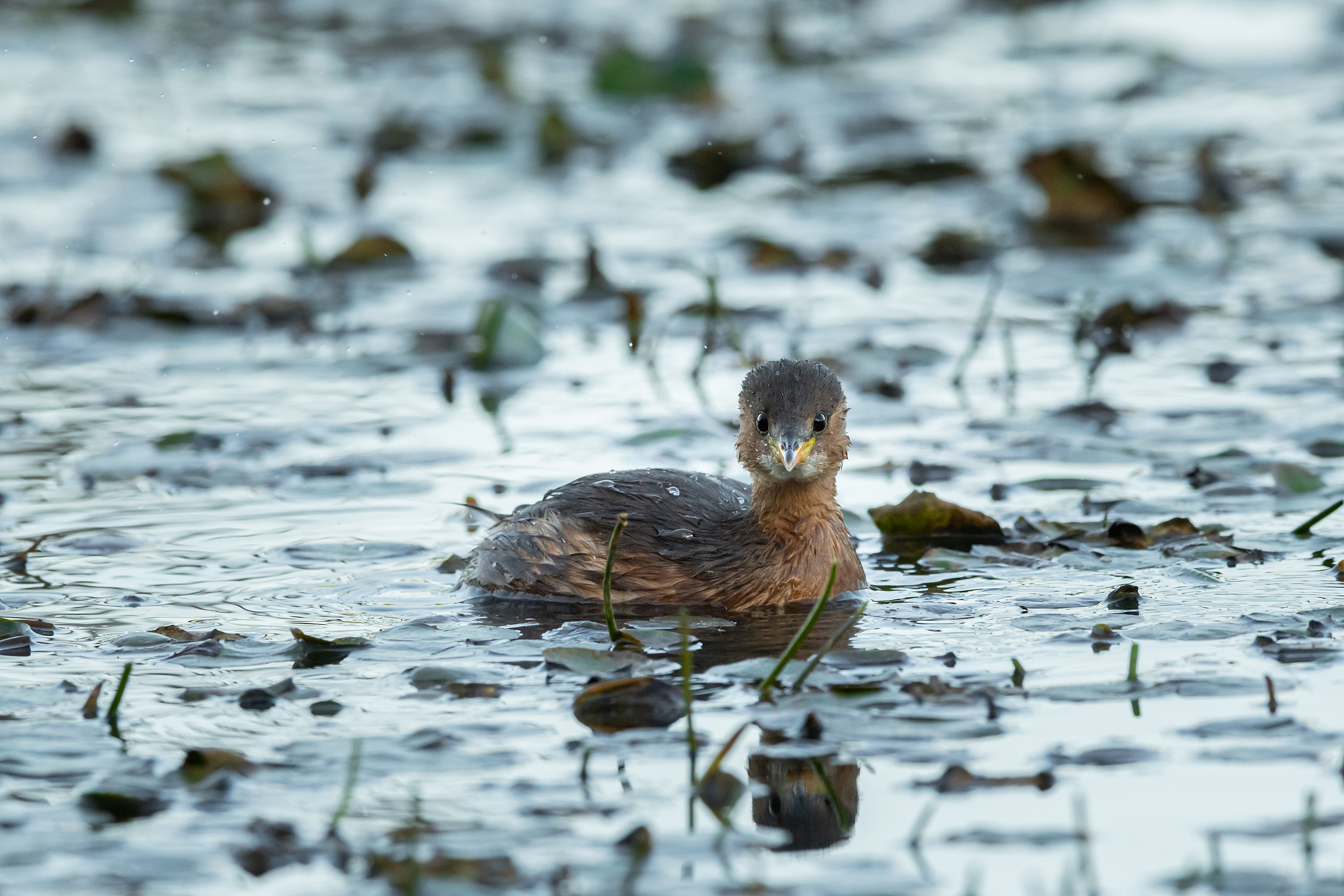 淘宝支付转化率是不是越高越好？如何提高淘宝转化率？