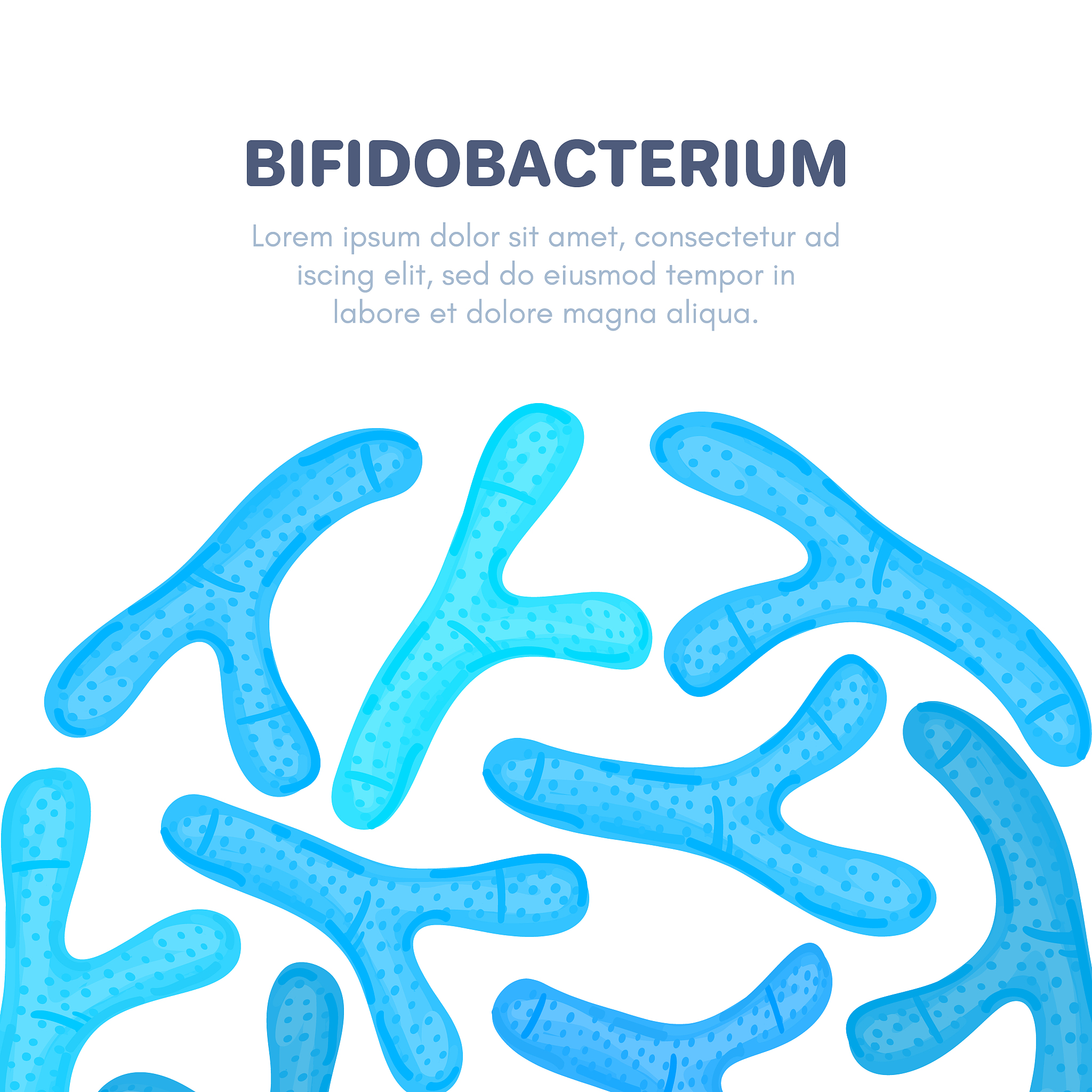 双歧杆菌的益处：营养、抑菌、免疫和消化系统健康