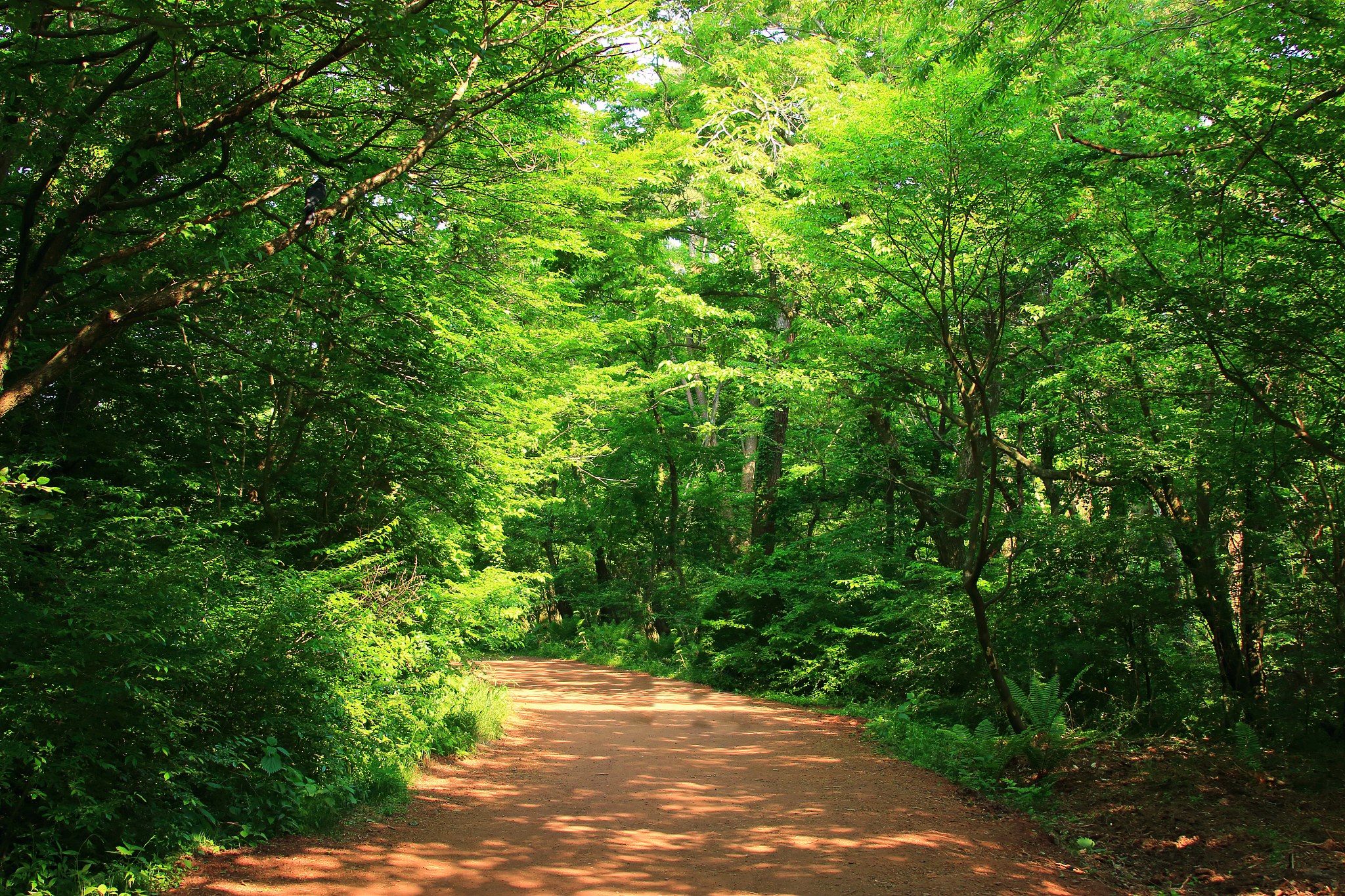 forest path, forest path, forest, forest, walking path,