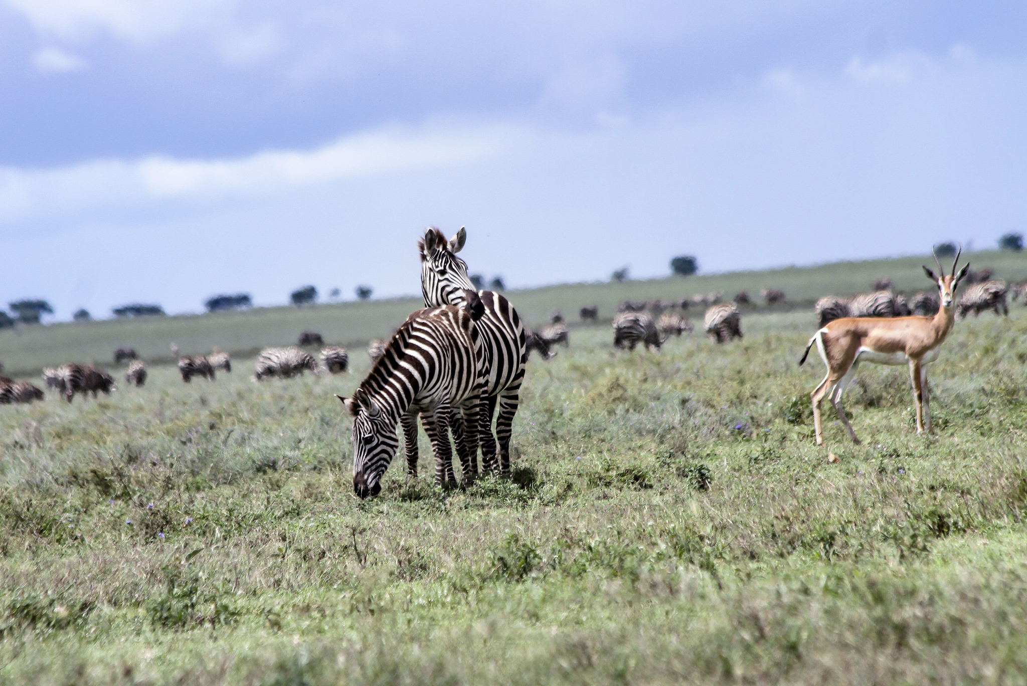 herd of zebras and thomsons gazelle
