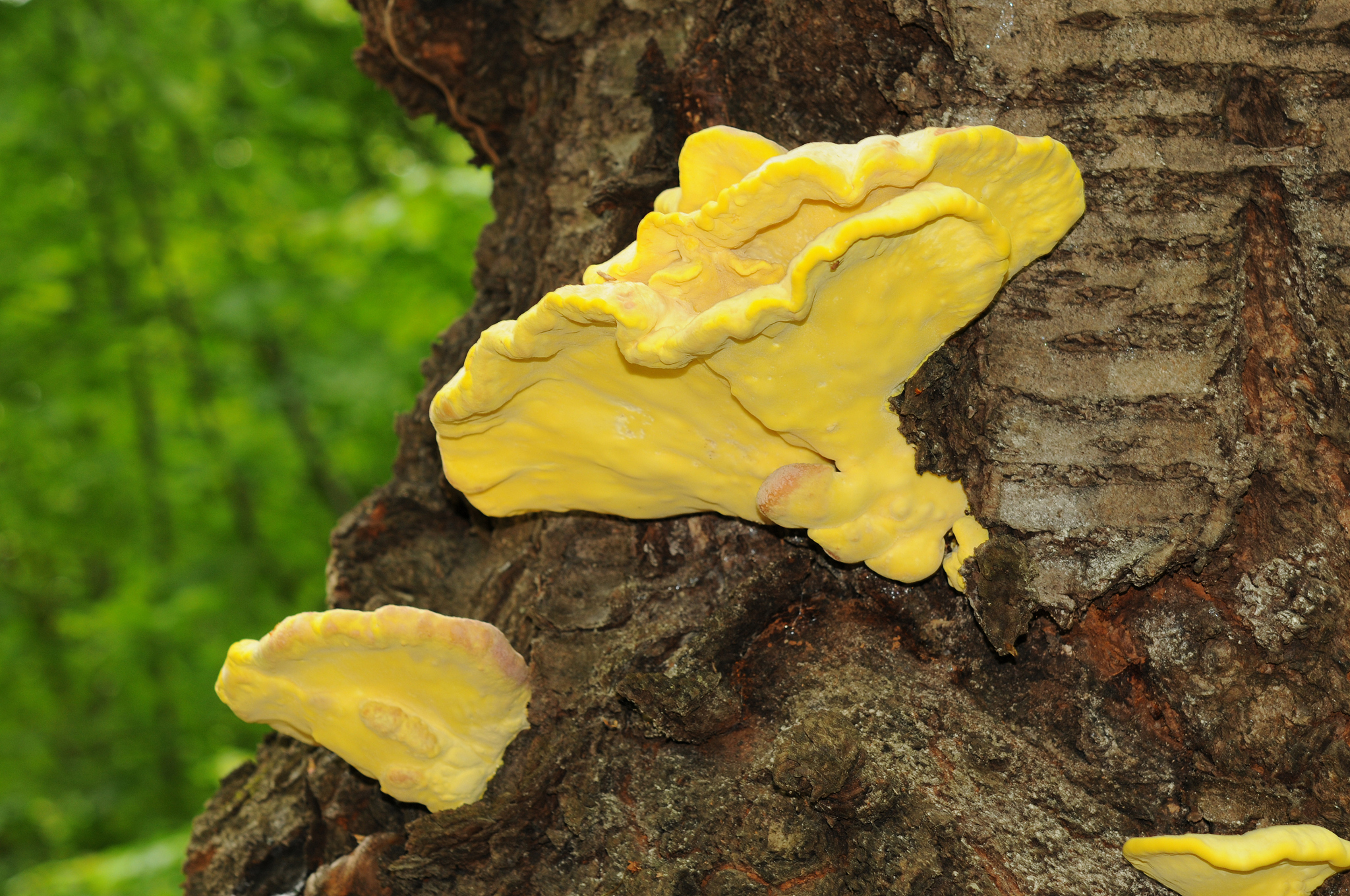 laetiporus sulphureus fungus