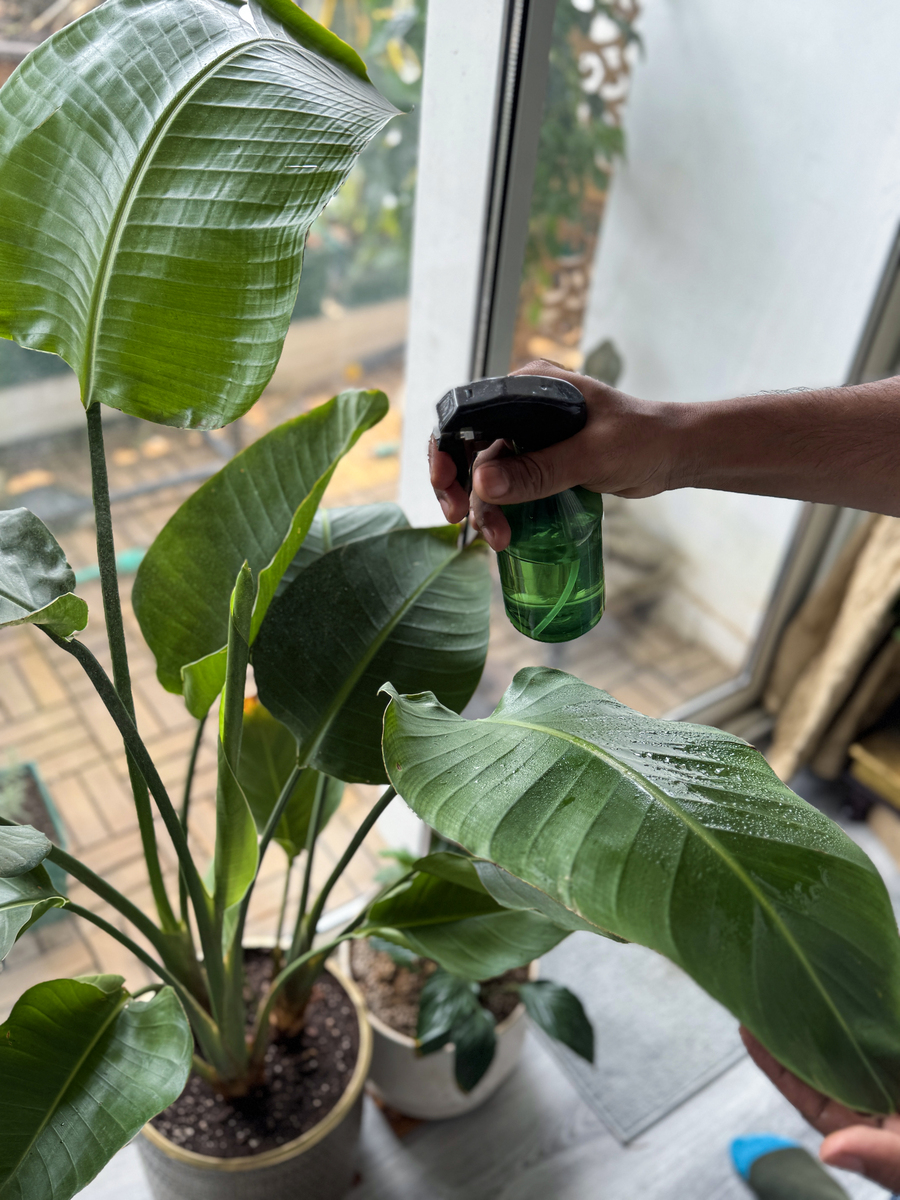 白兰花换盆掉叶子怎么办？6大原因及解决方法