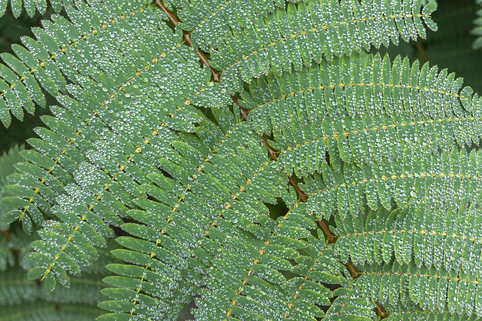 雨伞防水材料、工艺和技术大比拼：哪种最好？
