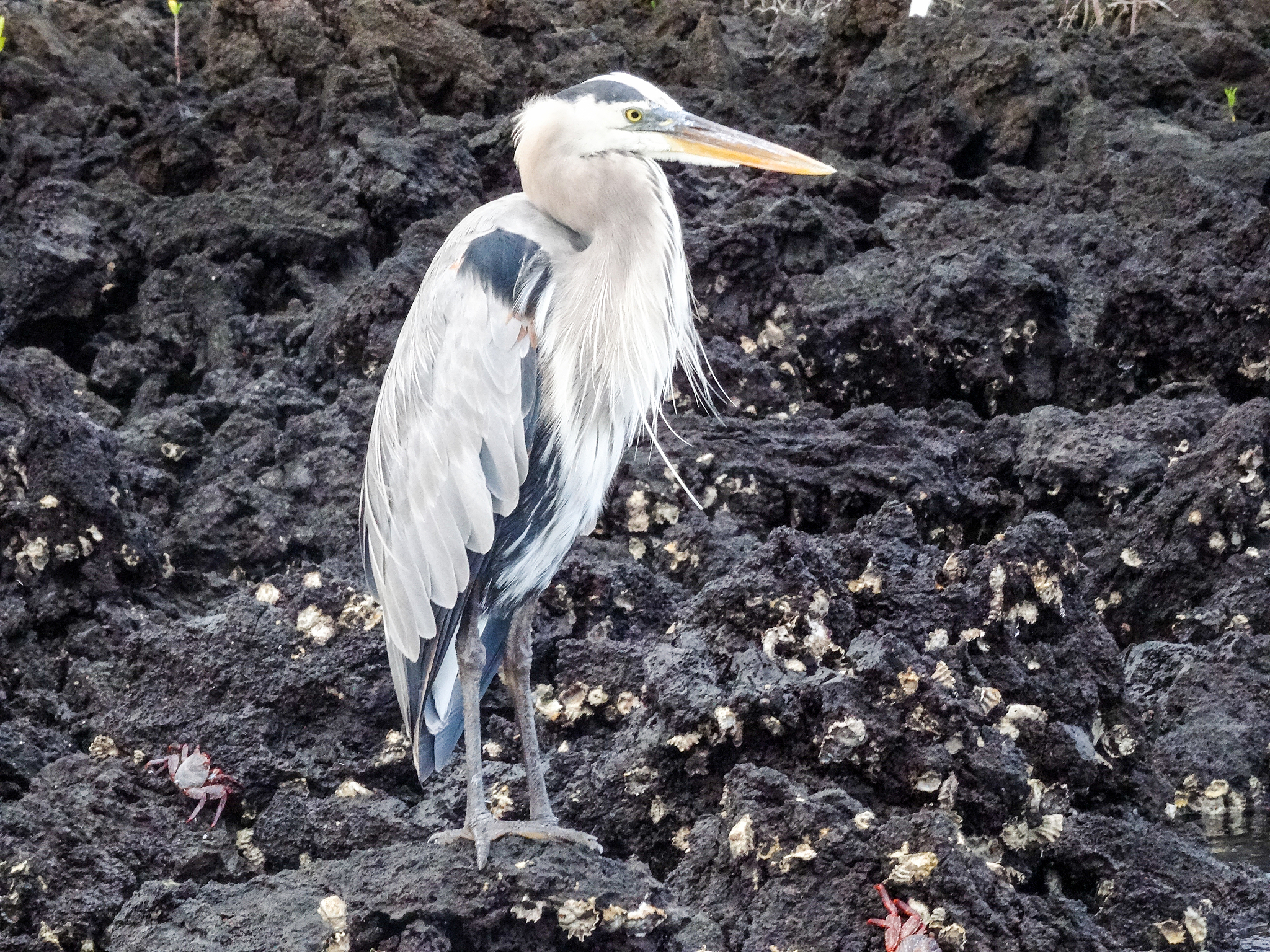 galapagos great blue heron in profile on isla isabela