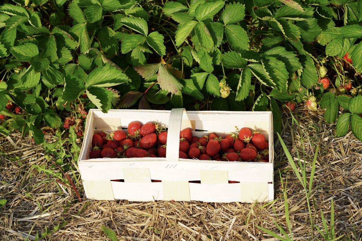 穴盘苗草莓翻译成英语