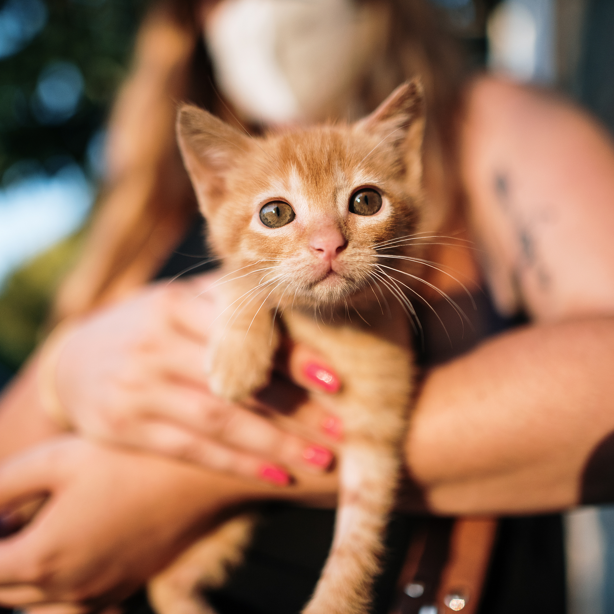 如何防止猫咪咬人？-  解决猫咪咬人问题的实用指南