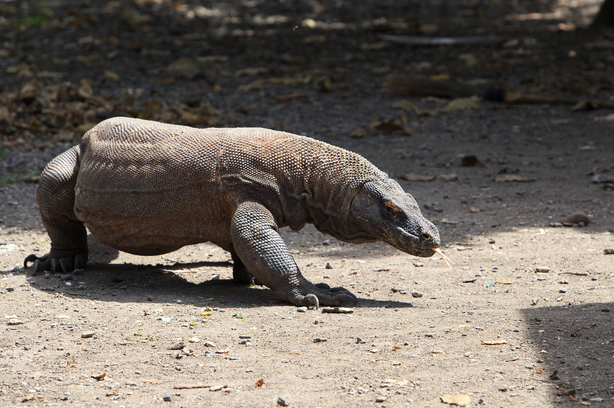 komodo dragon in natural habitat, komodo national park, flores.