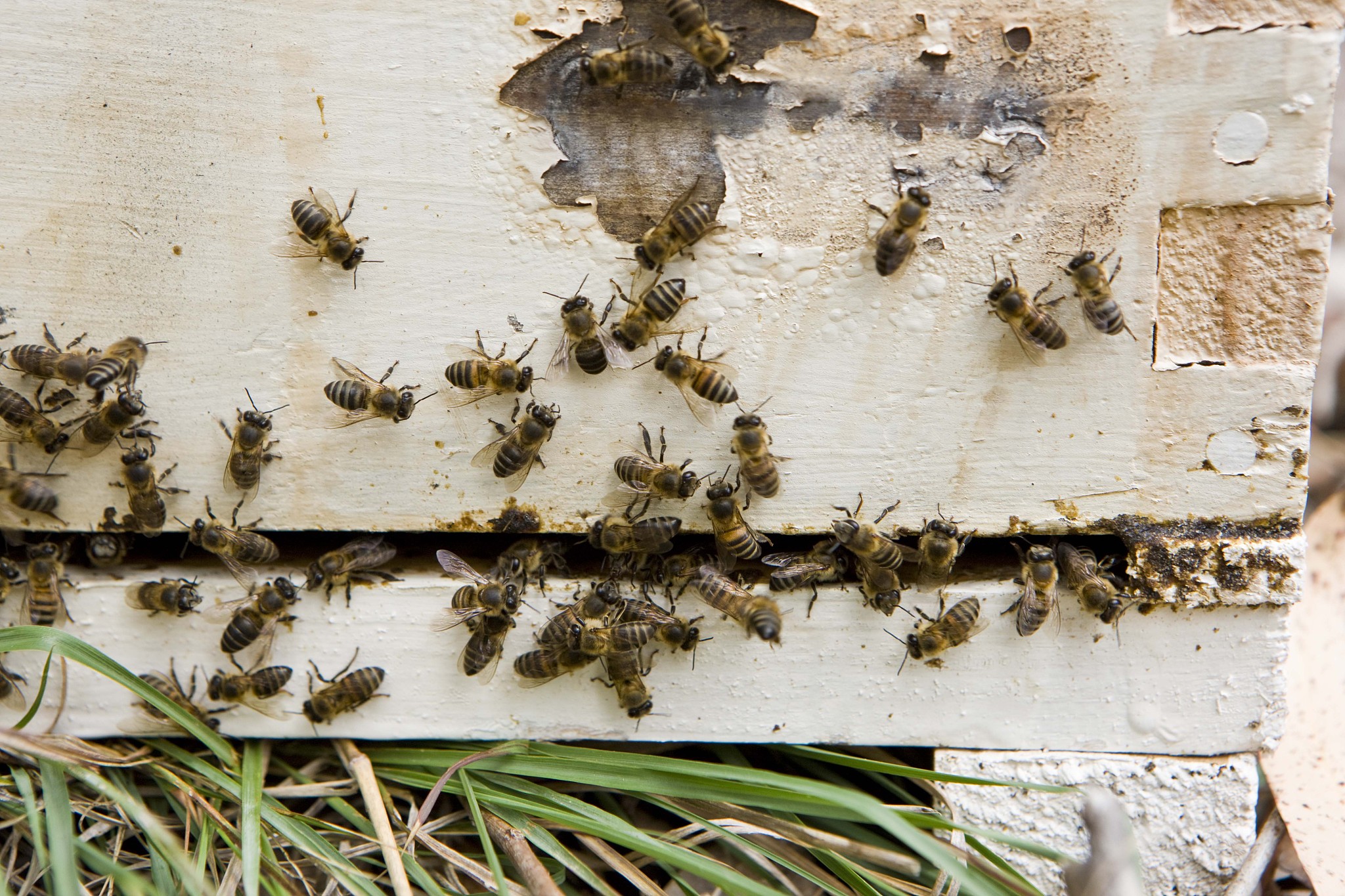 close-up of bees