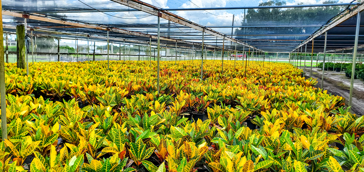 耐盐碱植物种质资源库：3000万投资打造现代种业创新引擎
