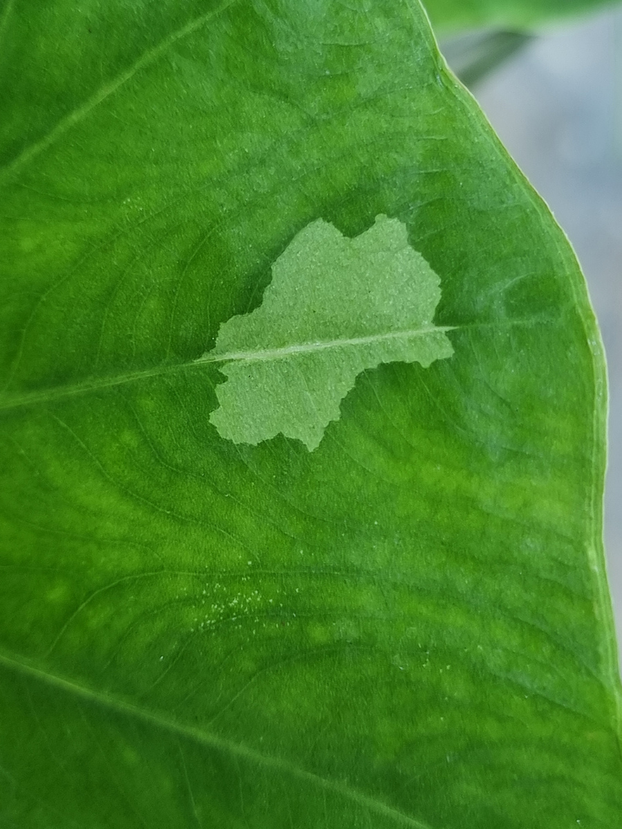由导致的辣椒卷叶的病原菌有哪些