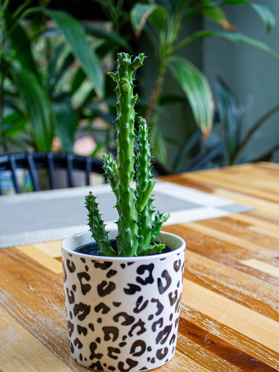 仙人掌如何扦插 仙人掌需要怎么扦插