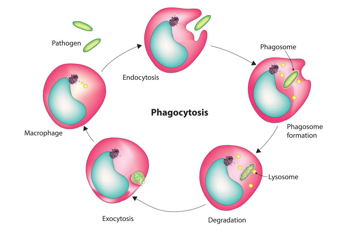 乳腺癌患者er,pr免疫组化阳性可否使用内分泌治疗?