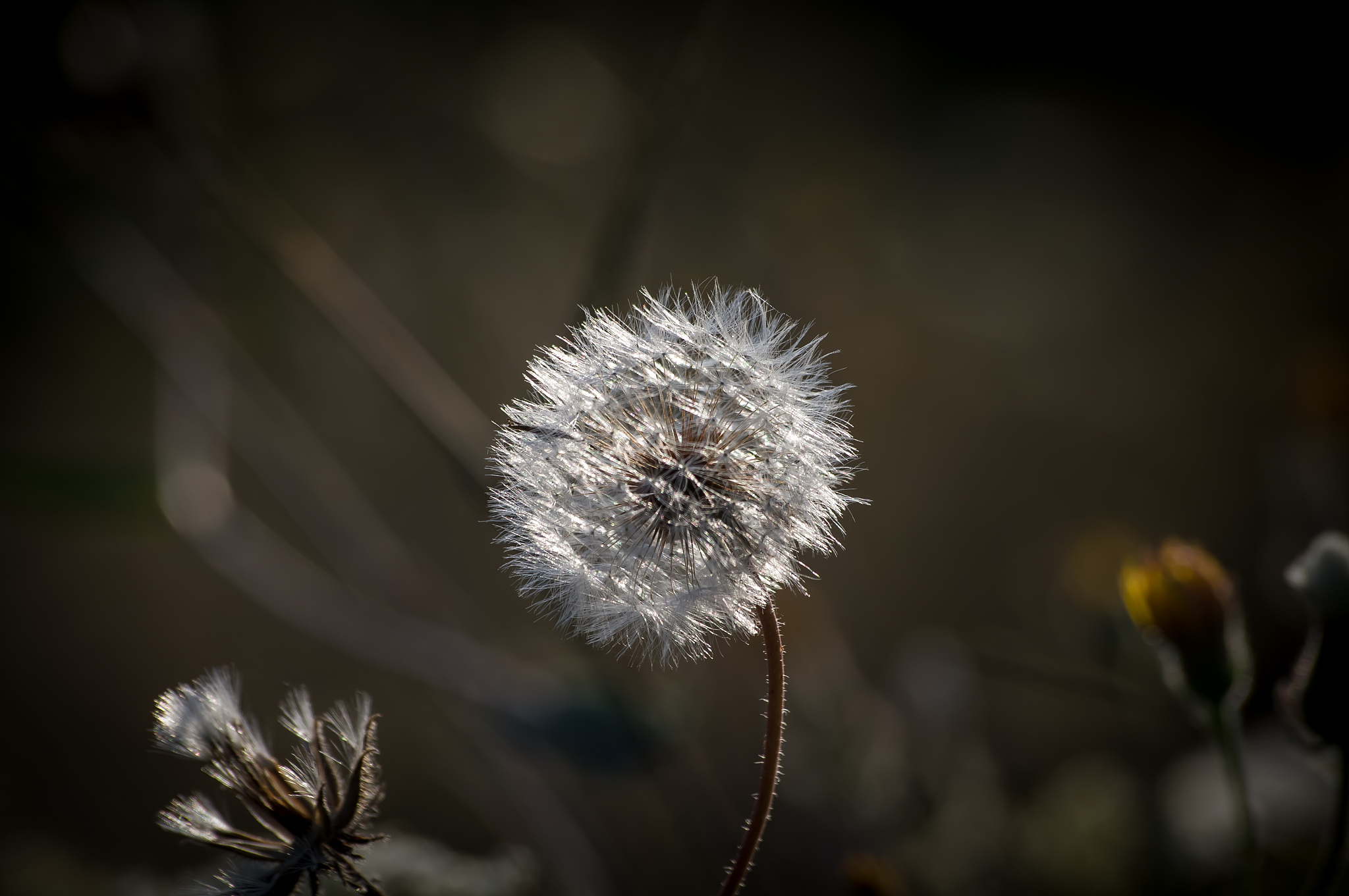 杨凌职业技术学院园艺技术专业可以选择哪些就业方向