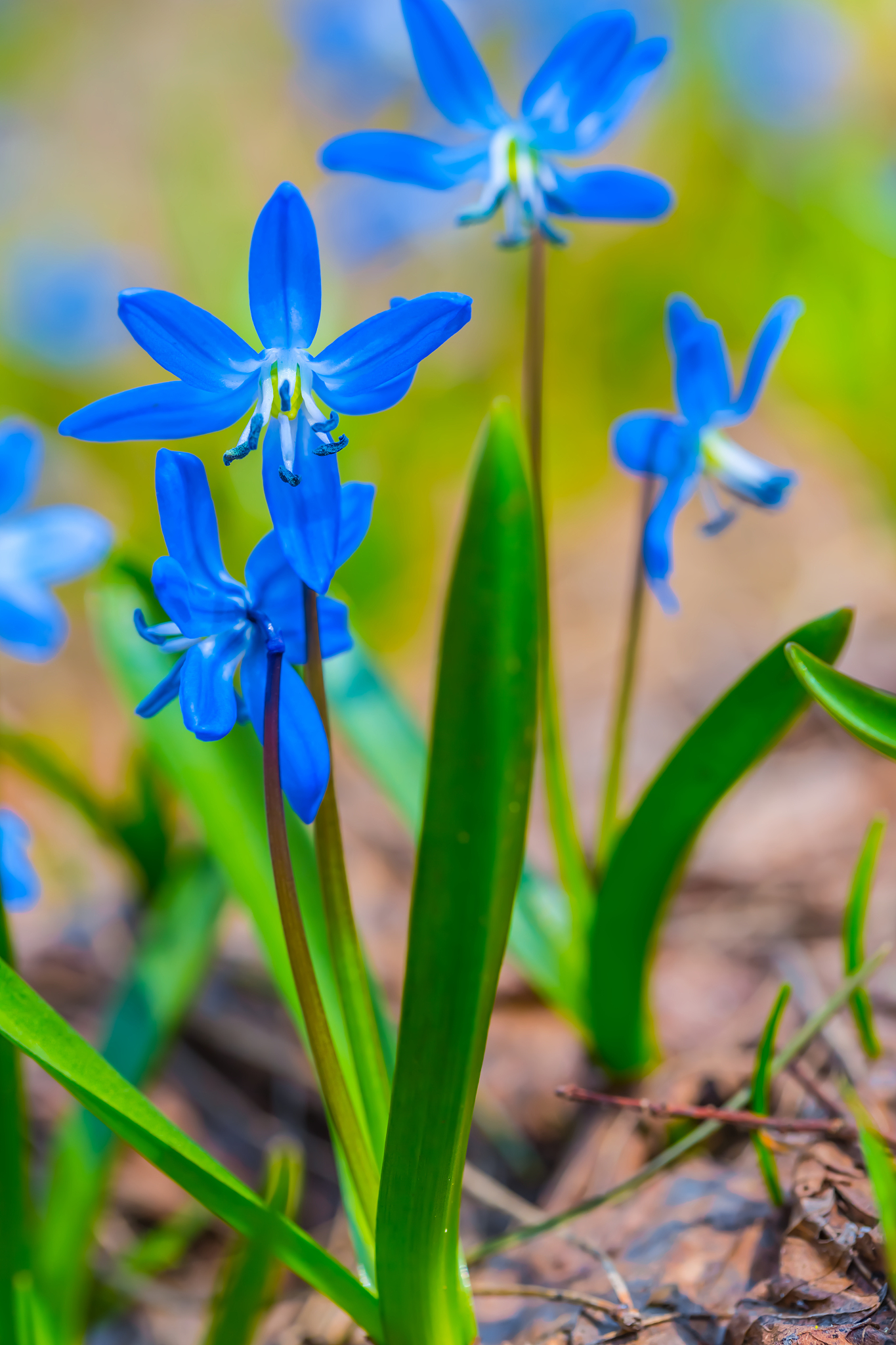 closeup heap of blue snowdrop in a forest